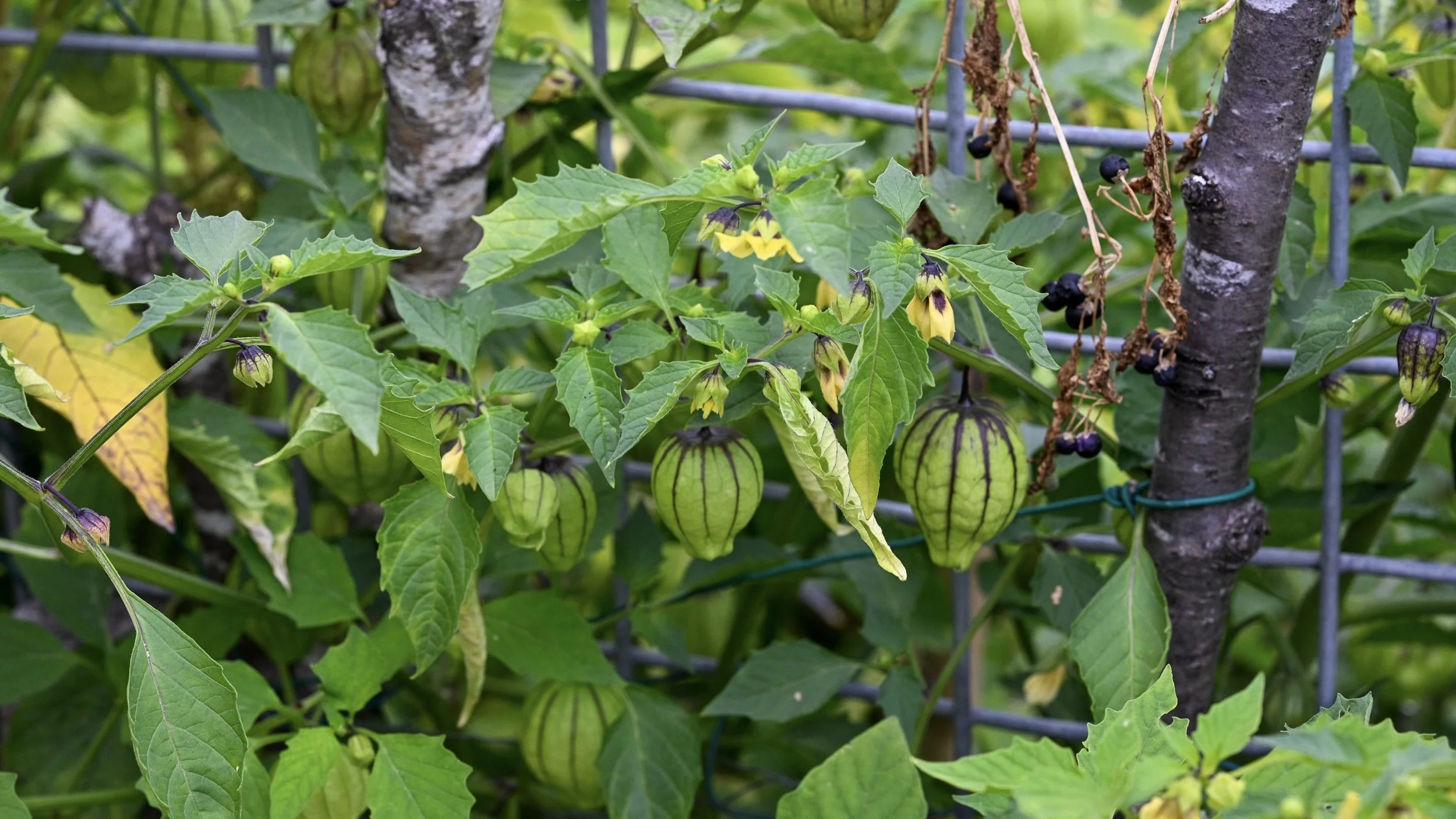 closeup of tomatillos on branches, with berries nearby