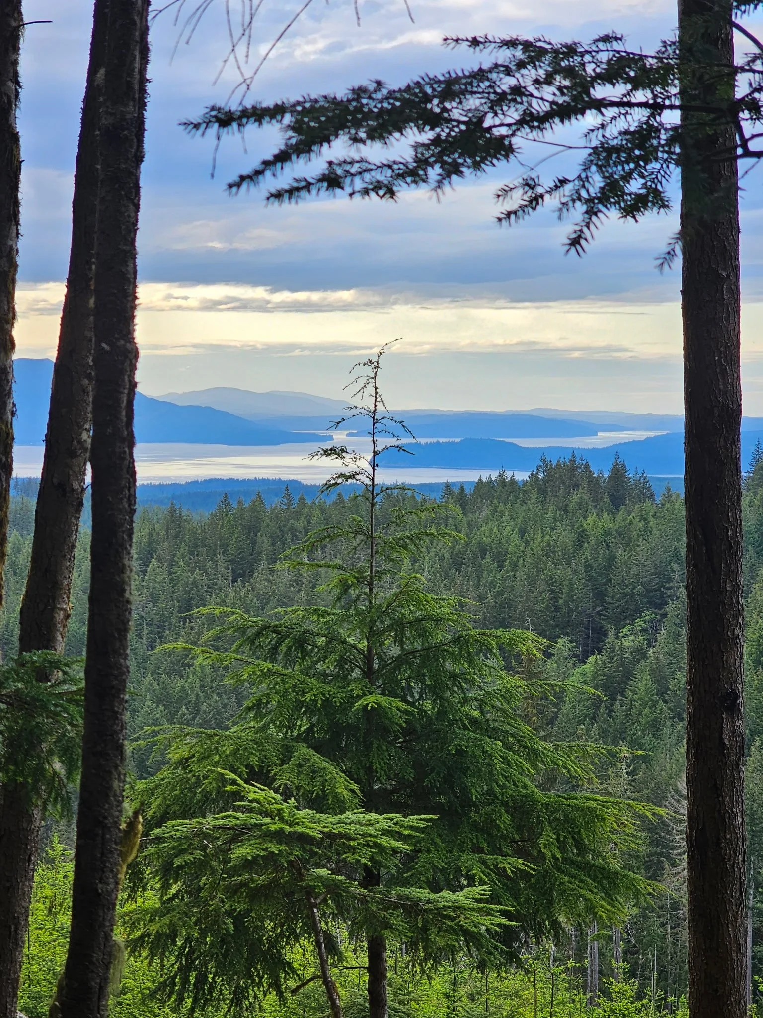 an evergreen forest on an island in Puget Sound. An evergreen tree in the foregound framed by tree trunks on either side, a view of islands in Puget Sound in the distance.