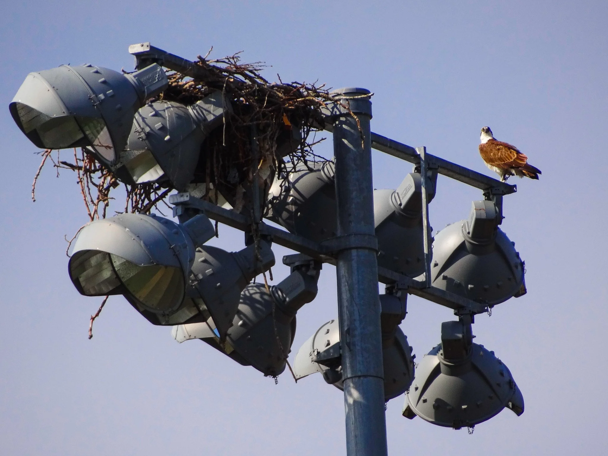 Hawk Tracking A Beginner's Guide to Local Birdwatching — The Evergreen Echo