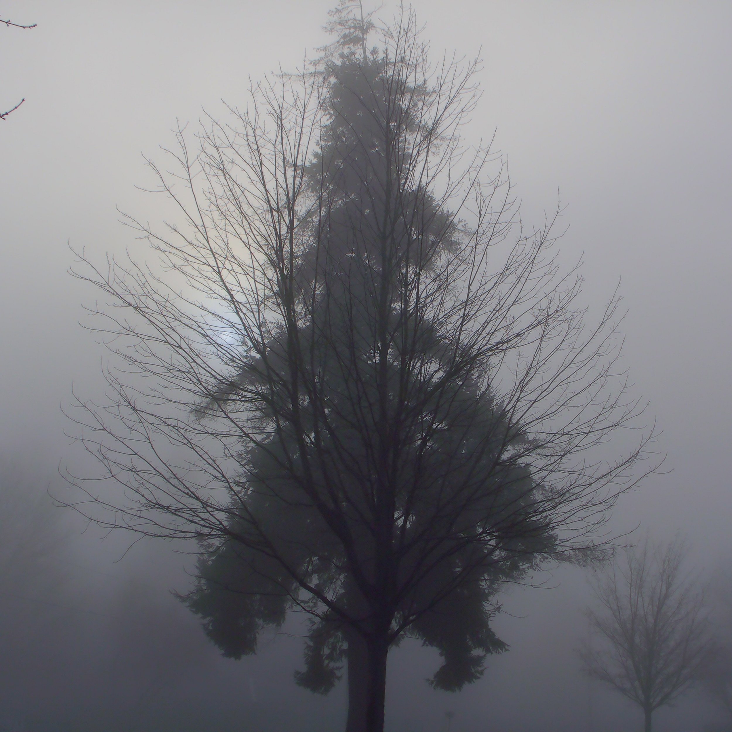 foggy morning with two trees aligned; front tree a skeleton, leafless; tree behind a conifer. Branches of both juxtaposed as leafless upward and needles downward.