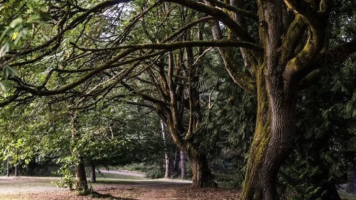 Woodland Park: Sunrise