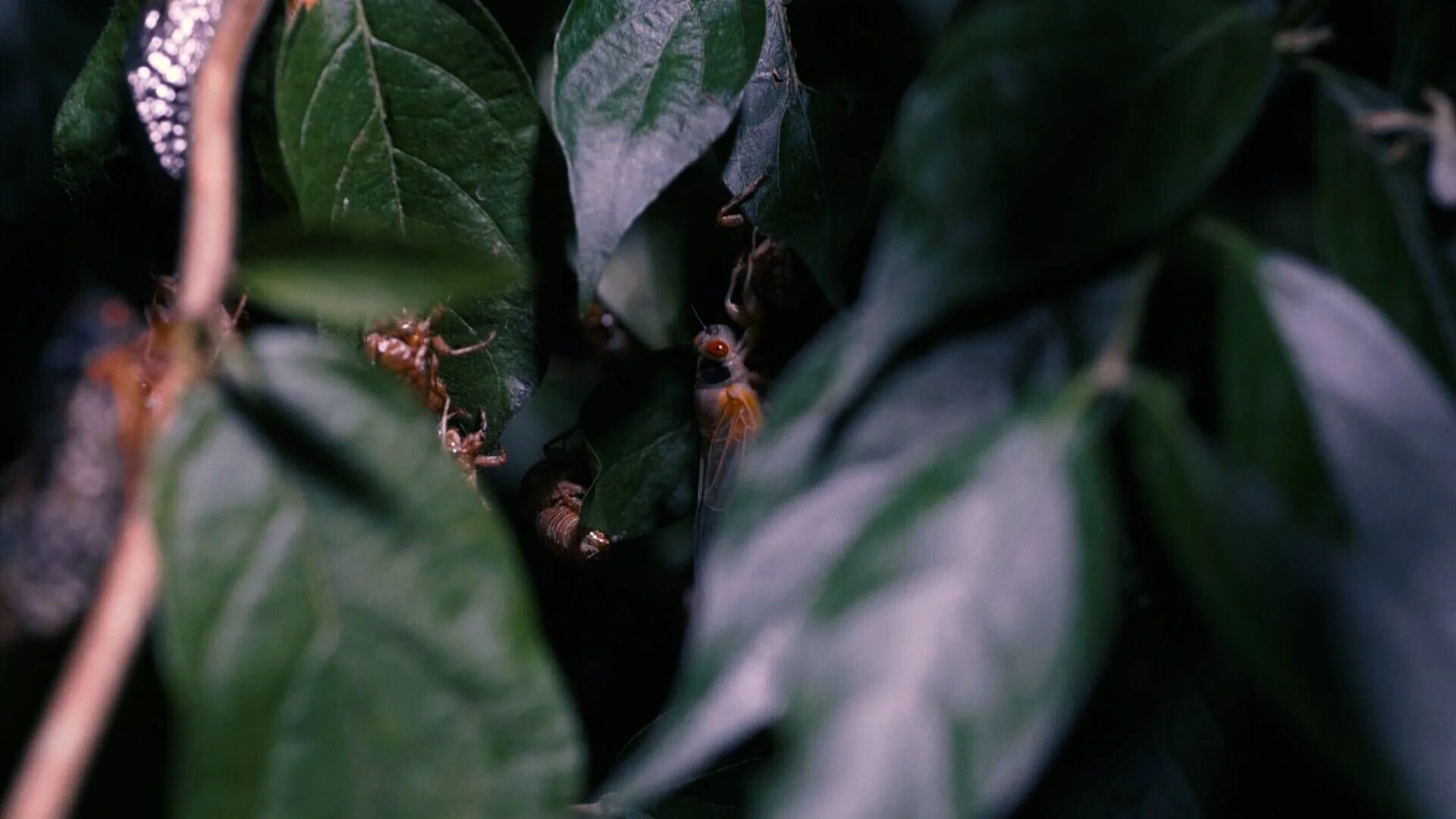 Cicadas on leaves in a still from Dwarf Neon Mayfield