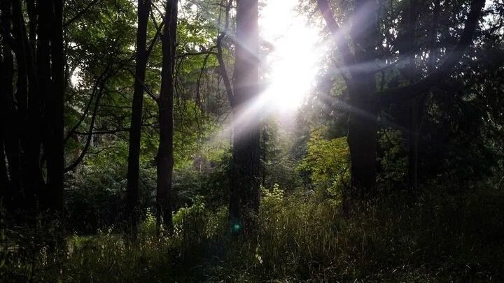sunlight peering through two trees in a woods