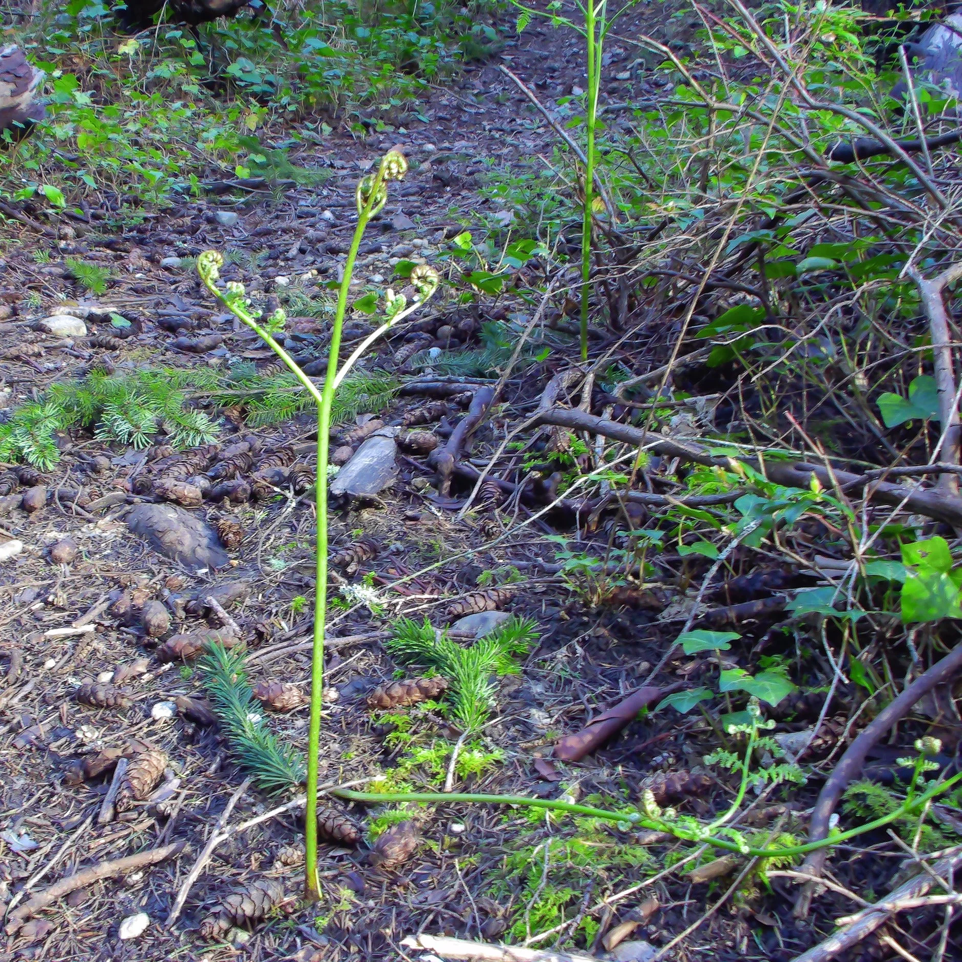 tall stalk of a green plant amids underbrush and smattering of branches and pinecones on the trail floor