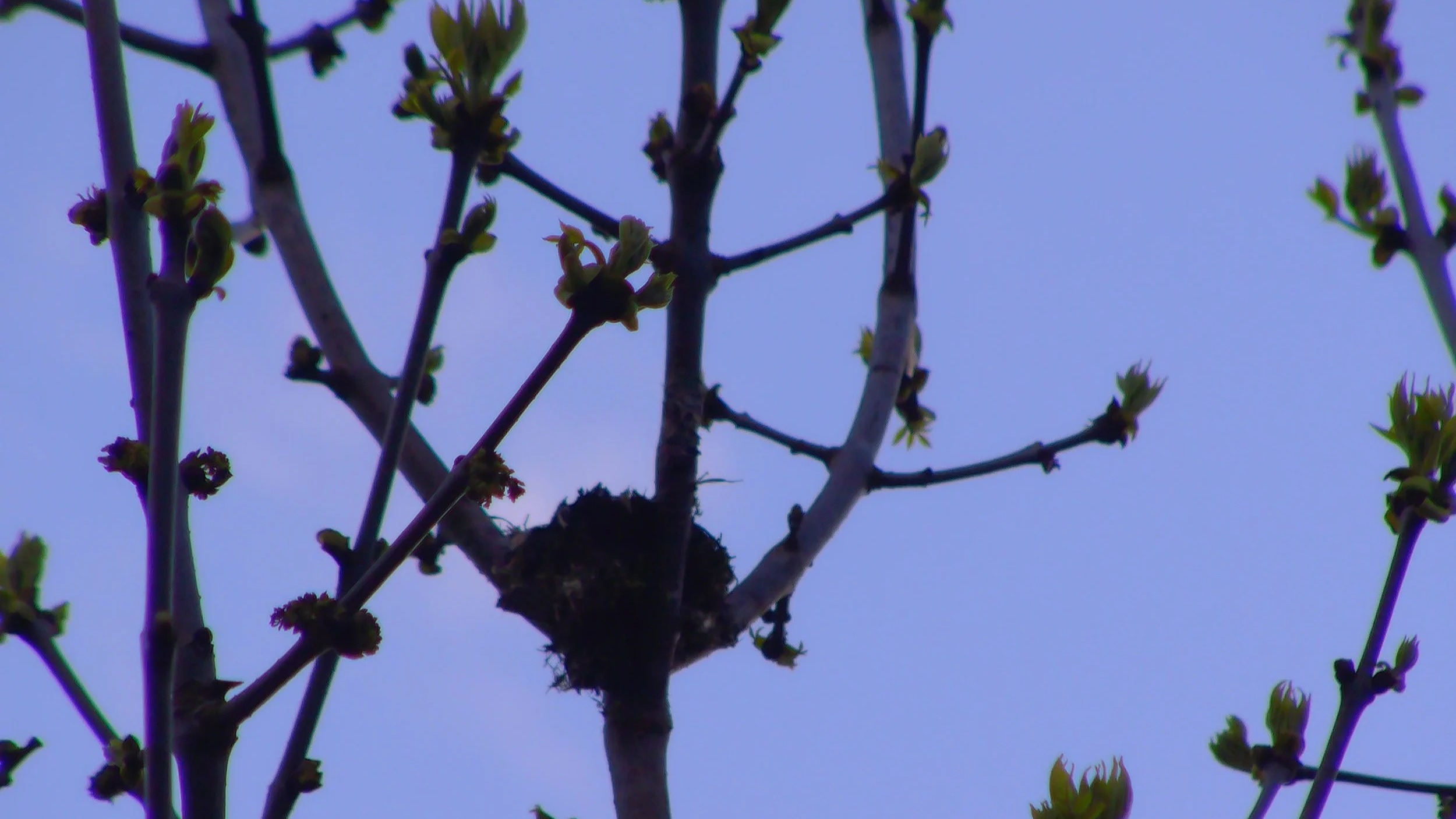 Perennial Conventions: Spring Awakening