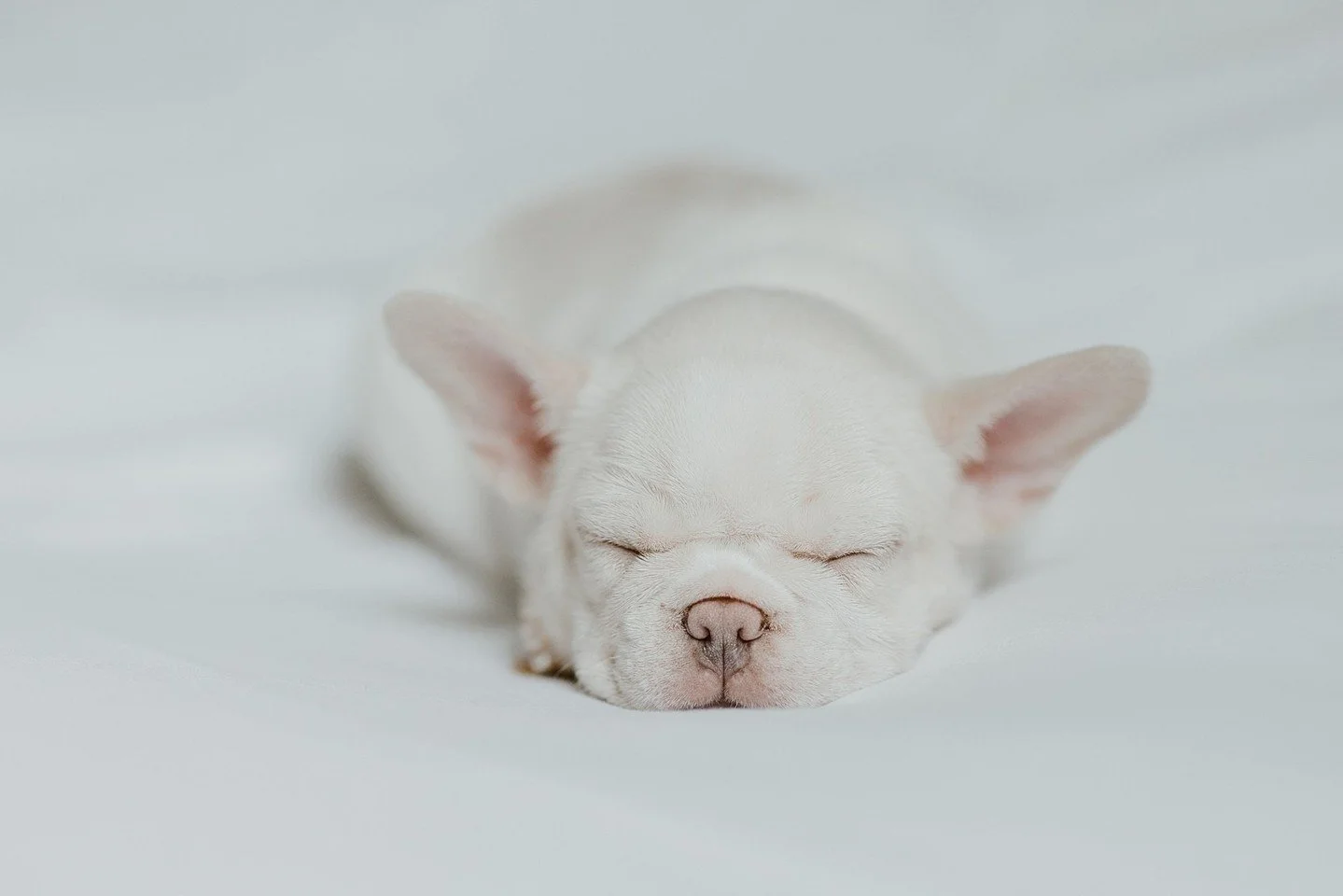 We&rsquo;re thrilled to welcome the newest member of our team, Pearl, who&rsquo;s stepping into some very special pawprints as our new CCO (Chief Cuddle Officer). She&rsquo;s taking the torch from her beloved big brother, Guacamole, whose legacy will