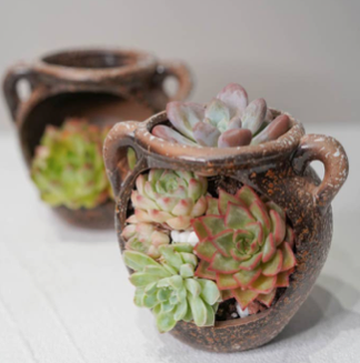 Posh Broken Pot Magical Succulent Box  Zinks Town Home of the Magical  Succulent Bar