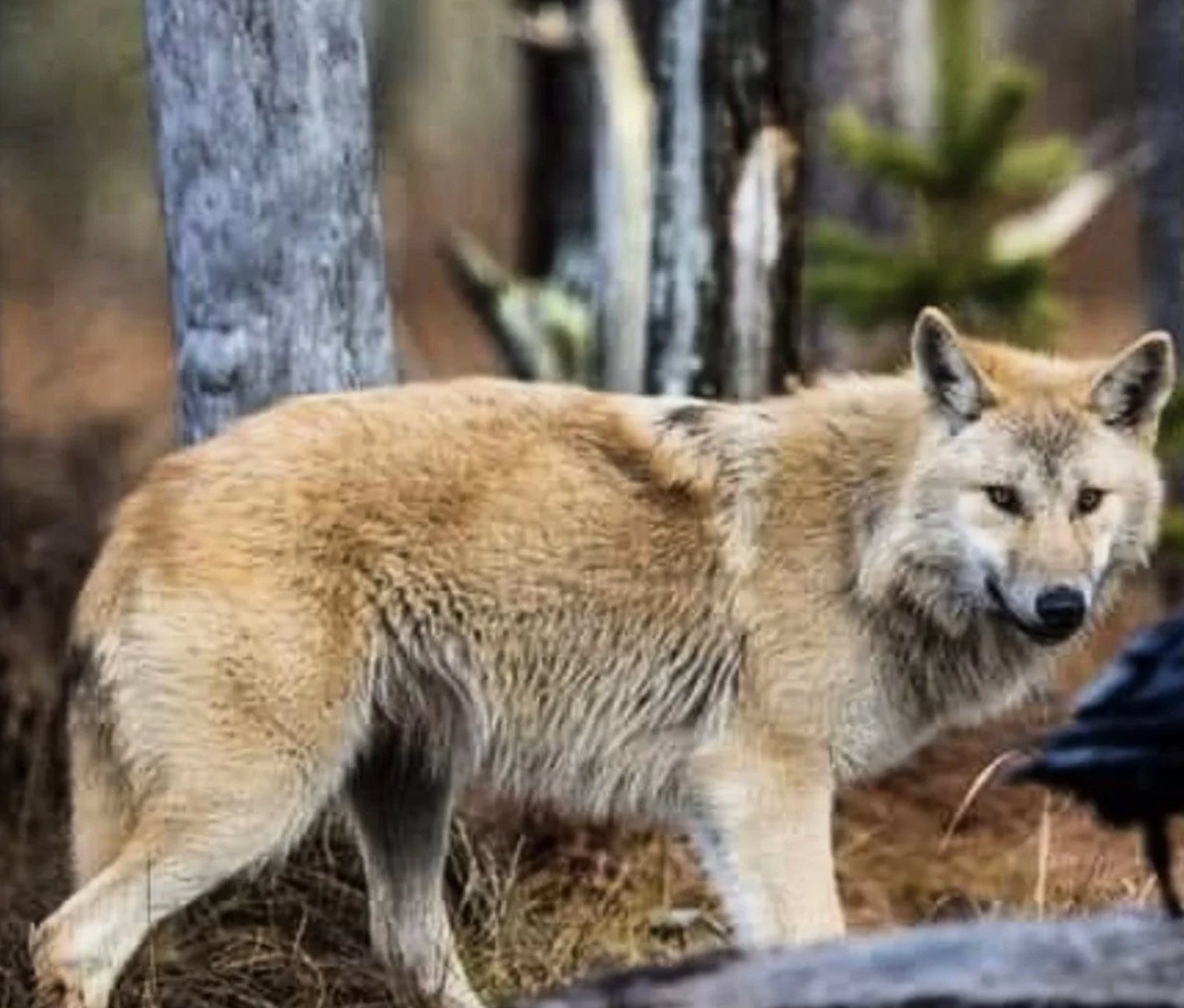 North Fork Wildlife Talk: "Horseshoe Crabs, Coyotes, and Eagles...Oh My!"
