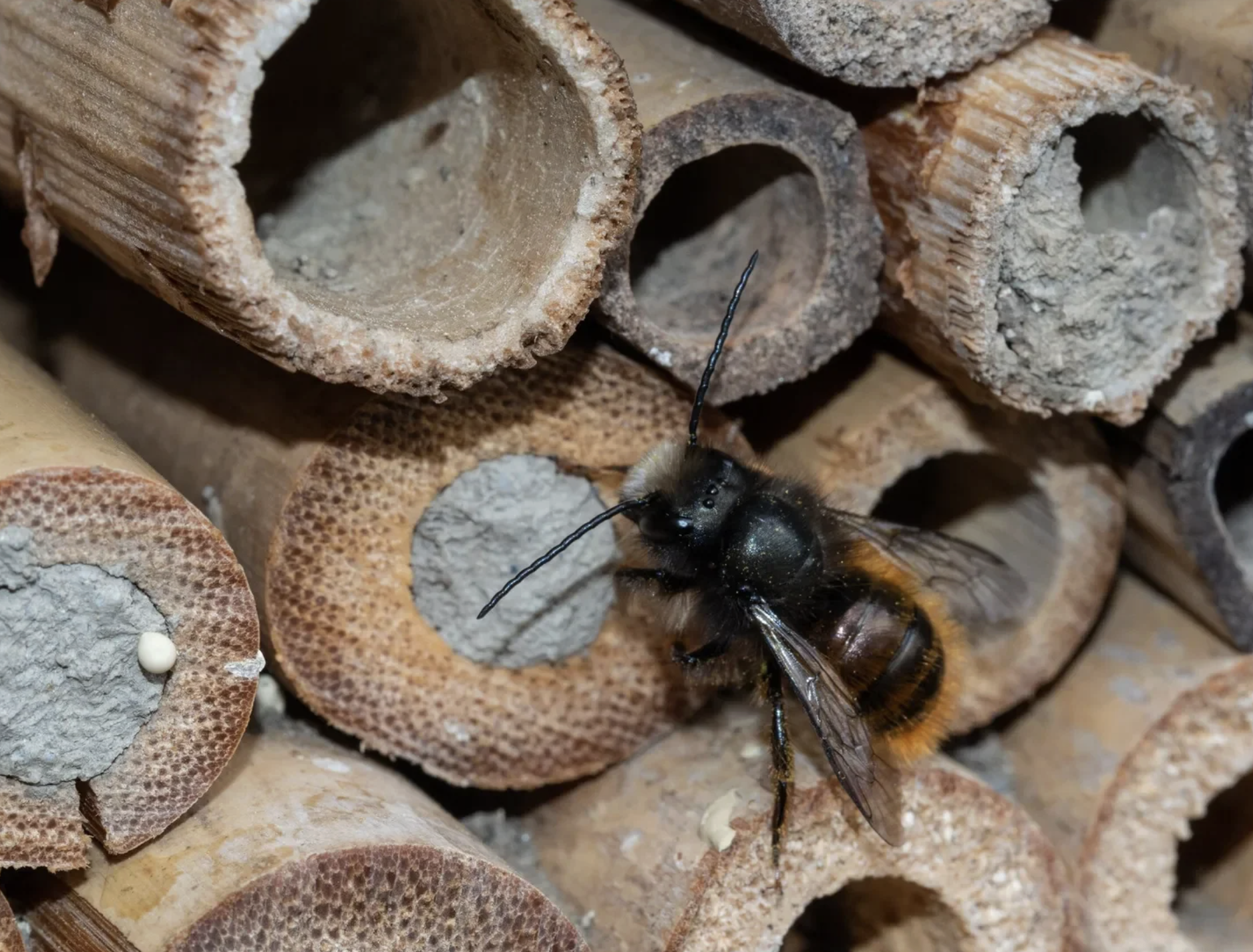 Mason Bee Habitat Building with Group for the East End