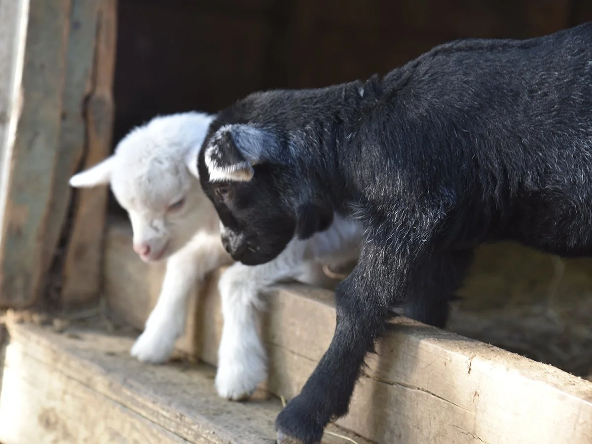 Harbes Baby Animal Festival