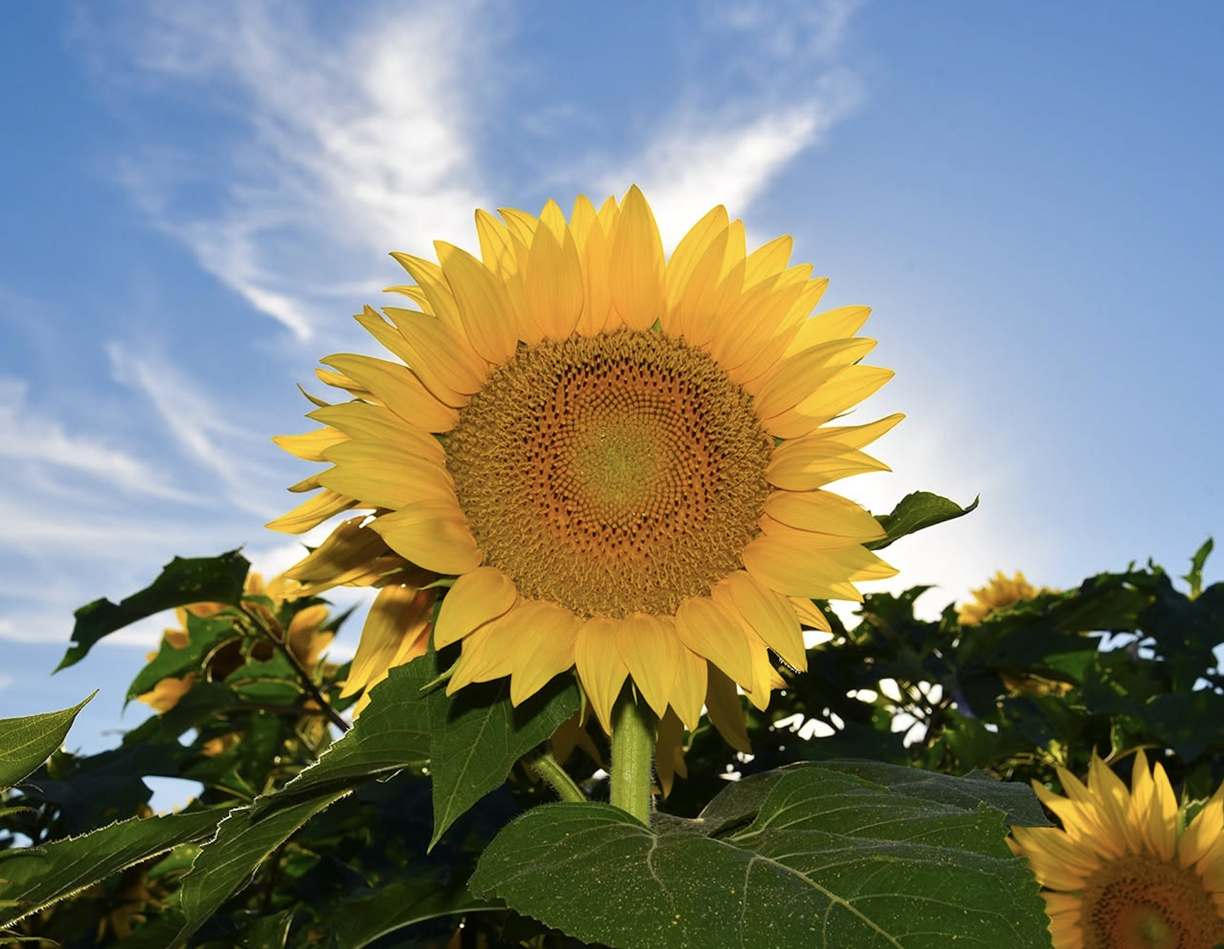 Harbes Farm Jamesport Sunflower Festival