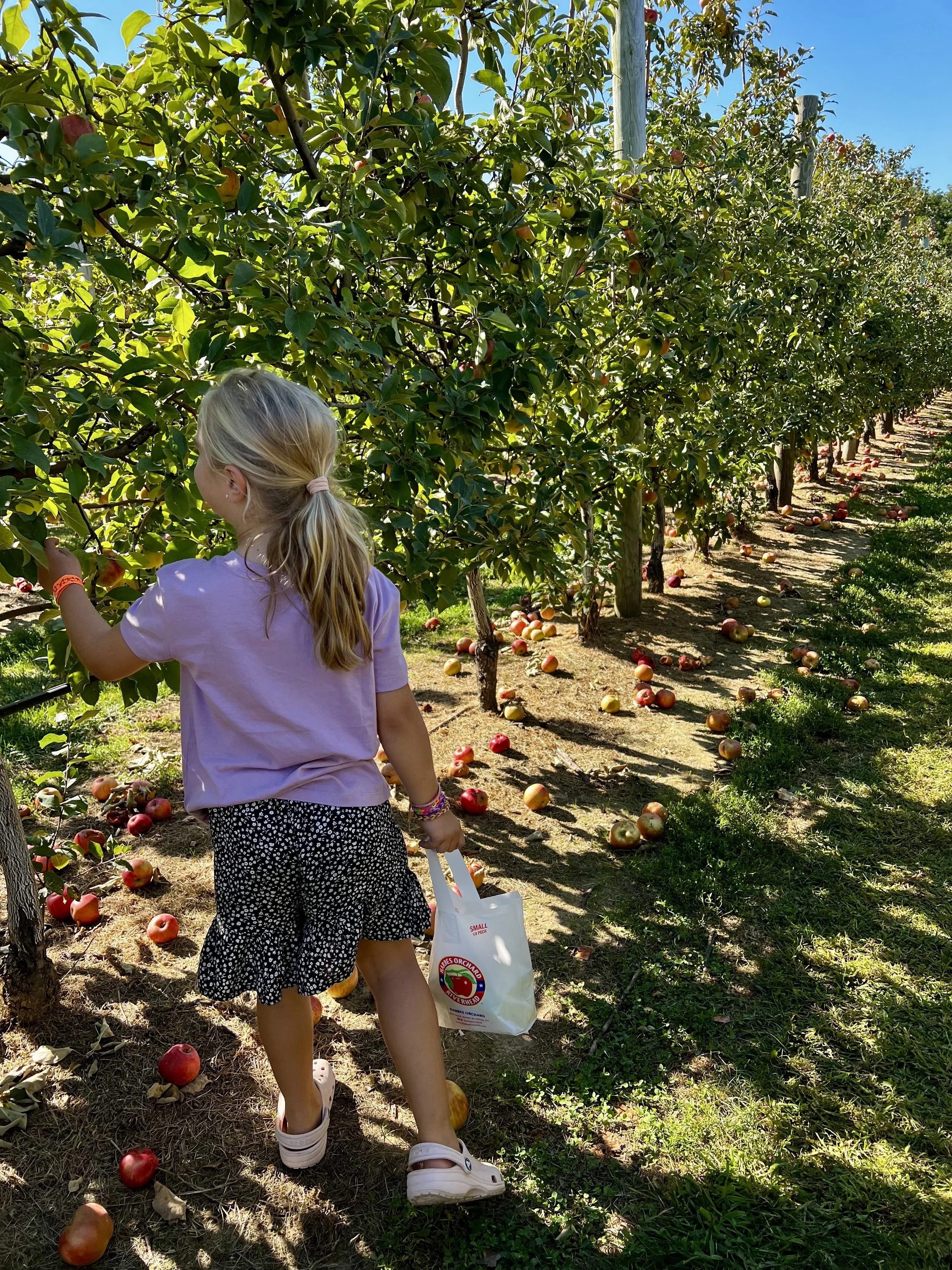 Family-friendly Guide to Apple Picking on the North Fork