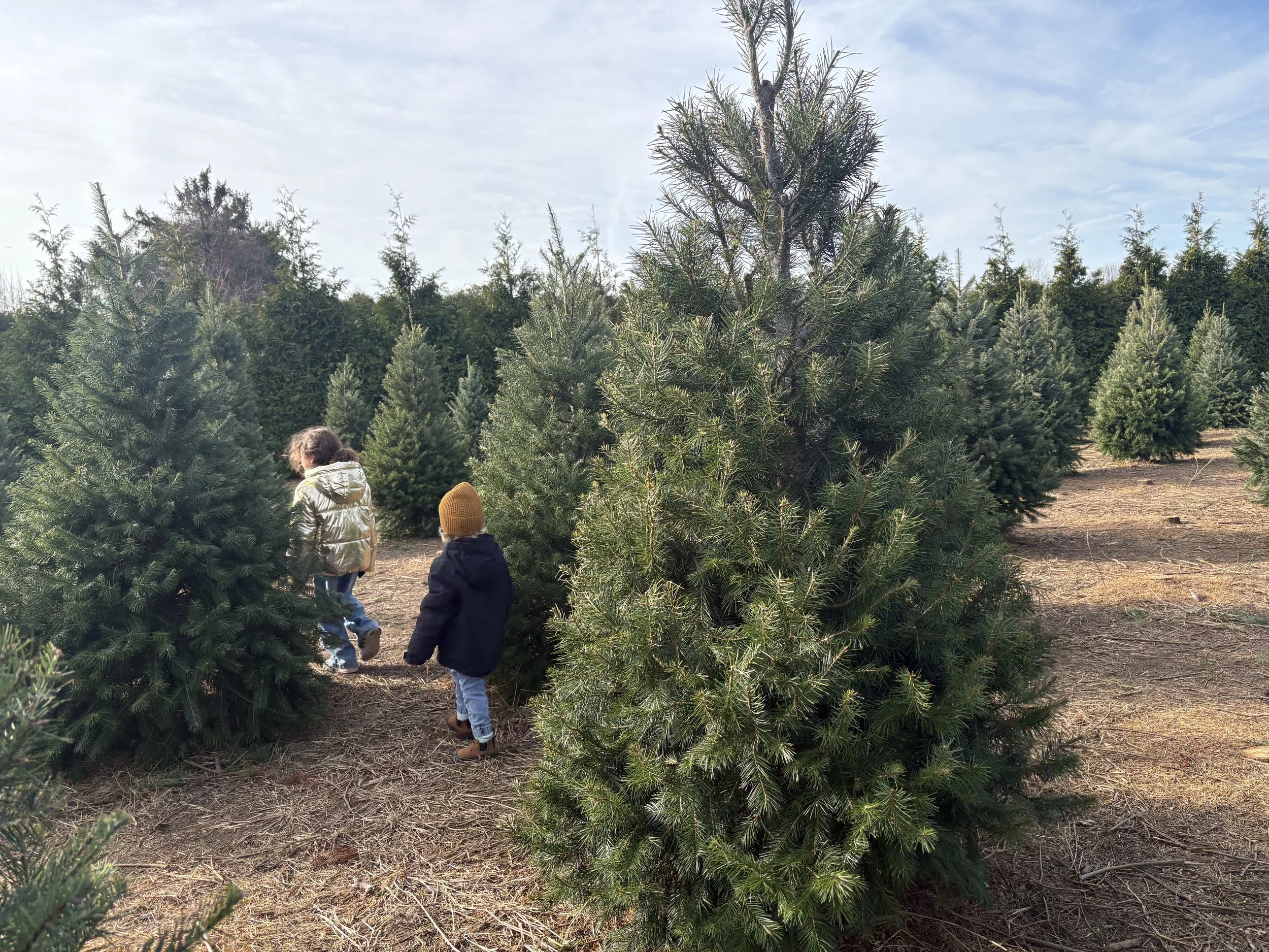 Five family-friendly spots to get your North Fork Christmas Tree