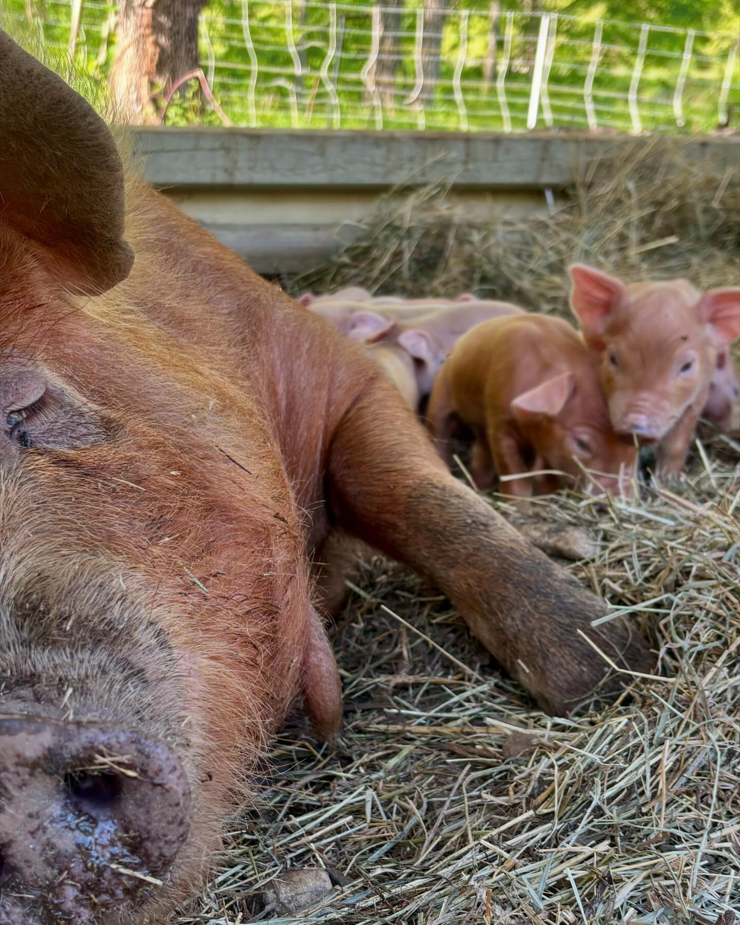 Some new additions to our farm!  Springtime 🐷.

Give me a shout if you want to reserve a piggy&hellip;.. ready in 8 weeks. Half Red Wattle, half Tamworth. 

#homegrown #homesteadlife #sistainableagriculture #permaculture #freerangepigs #heritagepigs