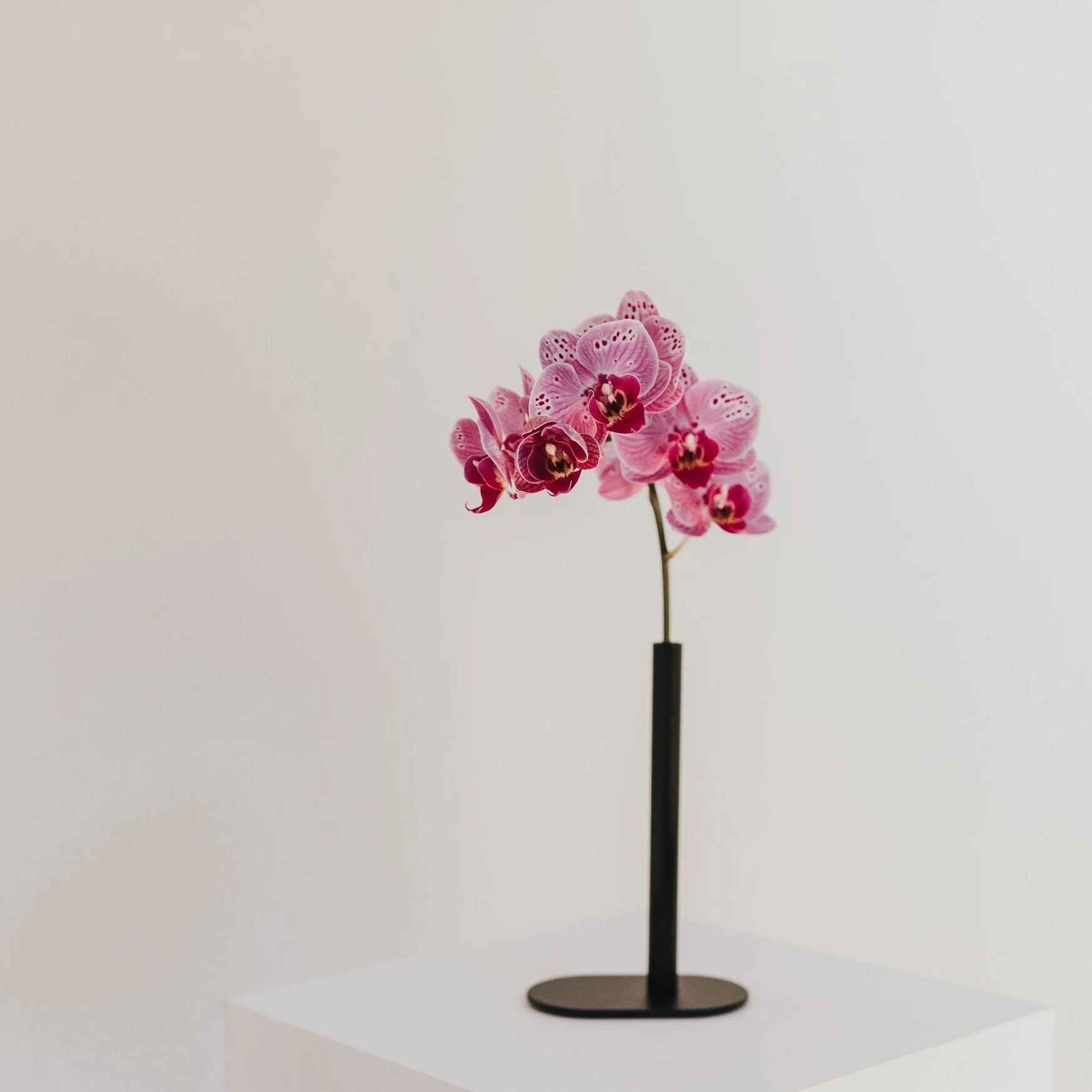 Pink Bud Vases — Wildflower
