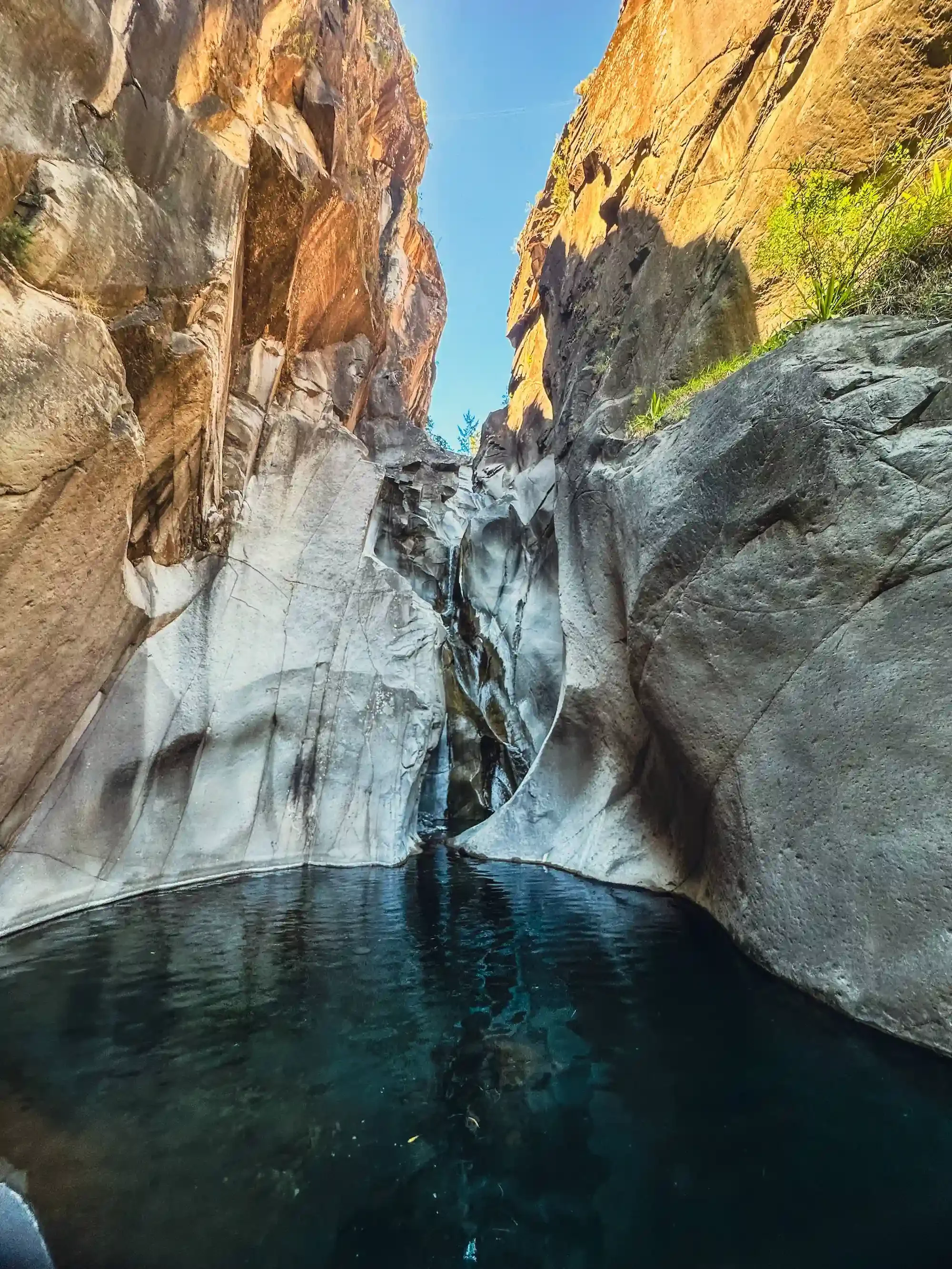 encaissement Fleurs Jaunes .webp