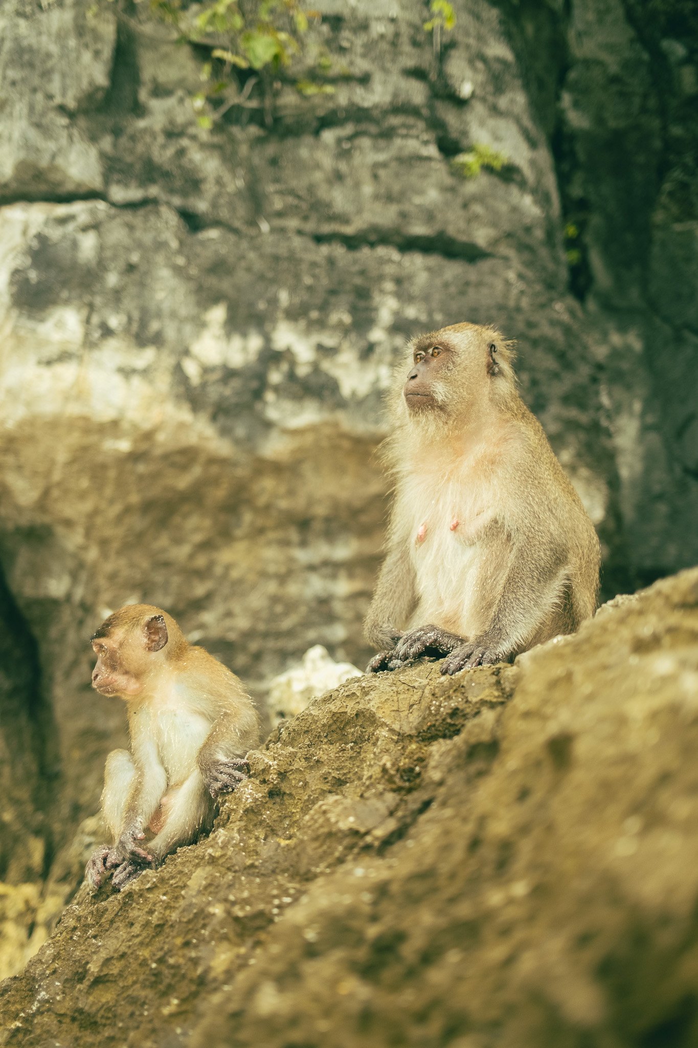 Monkey Beach, Koh Phi Phi - Thailand