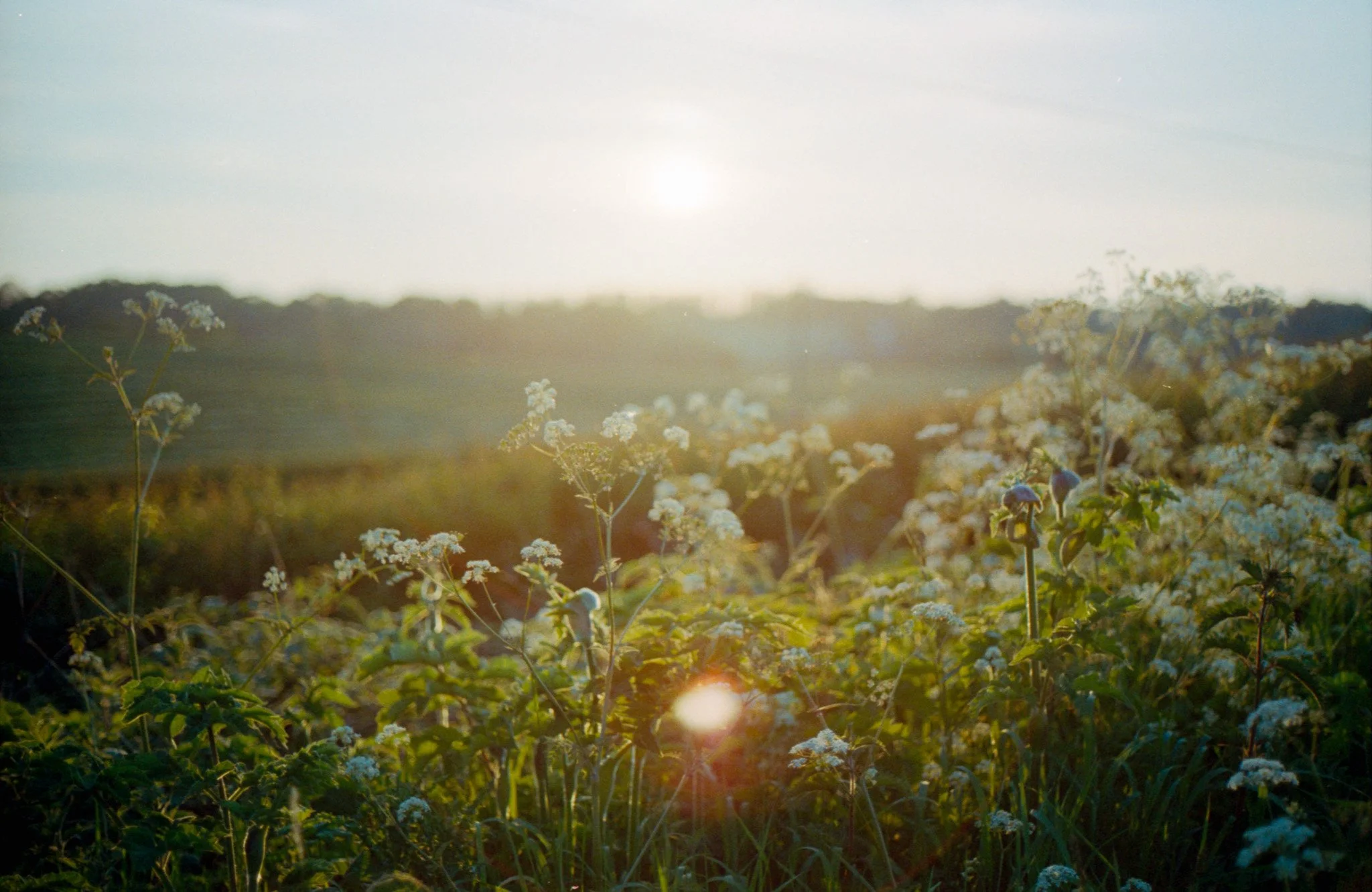 Canal side sunset - Midlands, UK