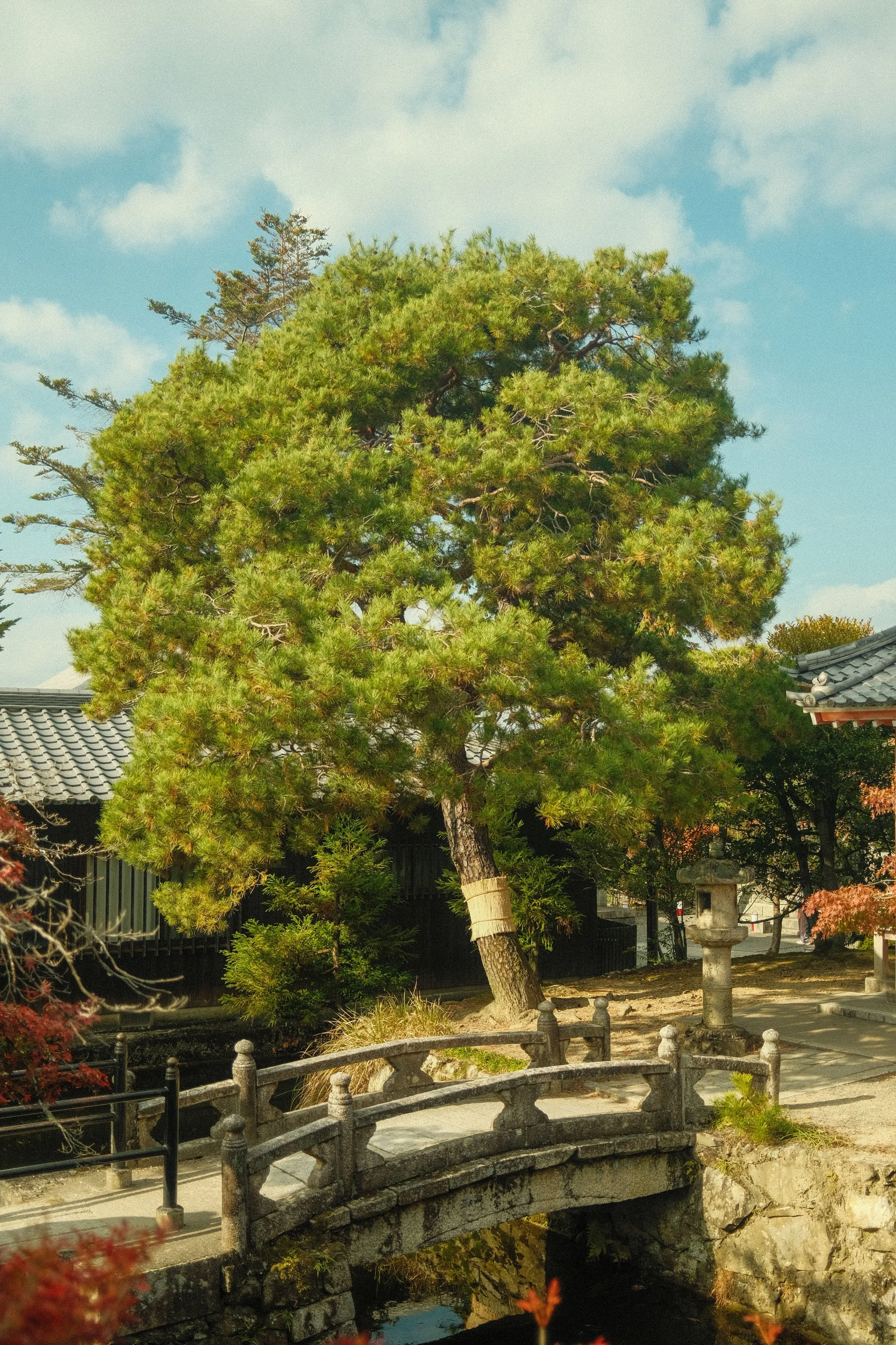 DSCF8396.jpg