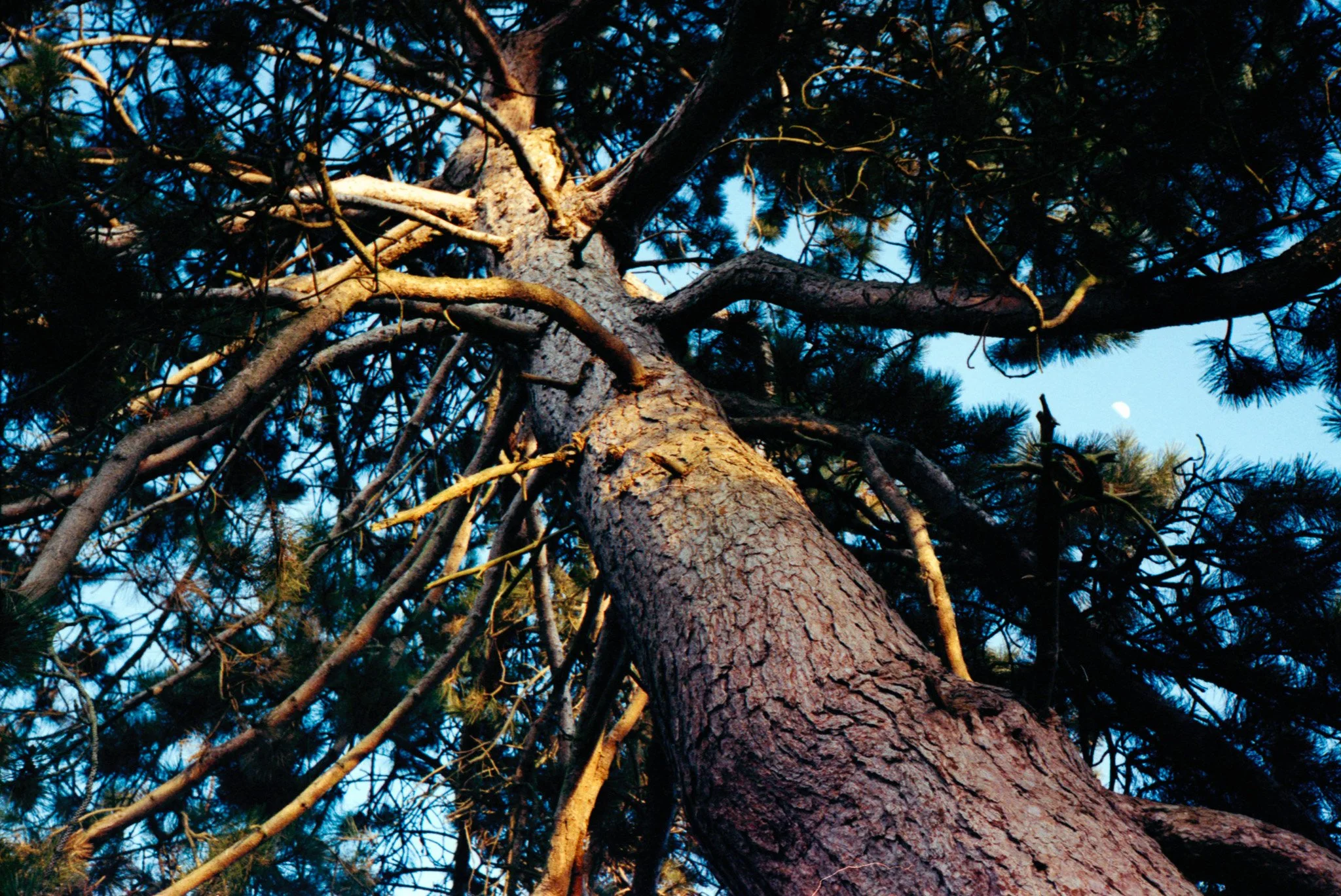 Wimbledon and Putney Commons - London, UK
