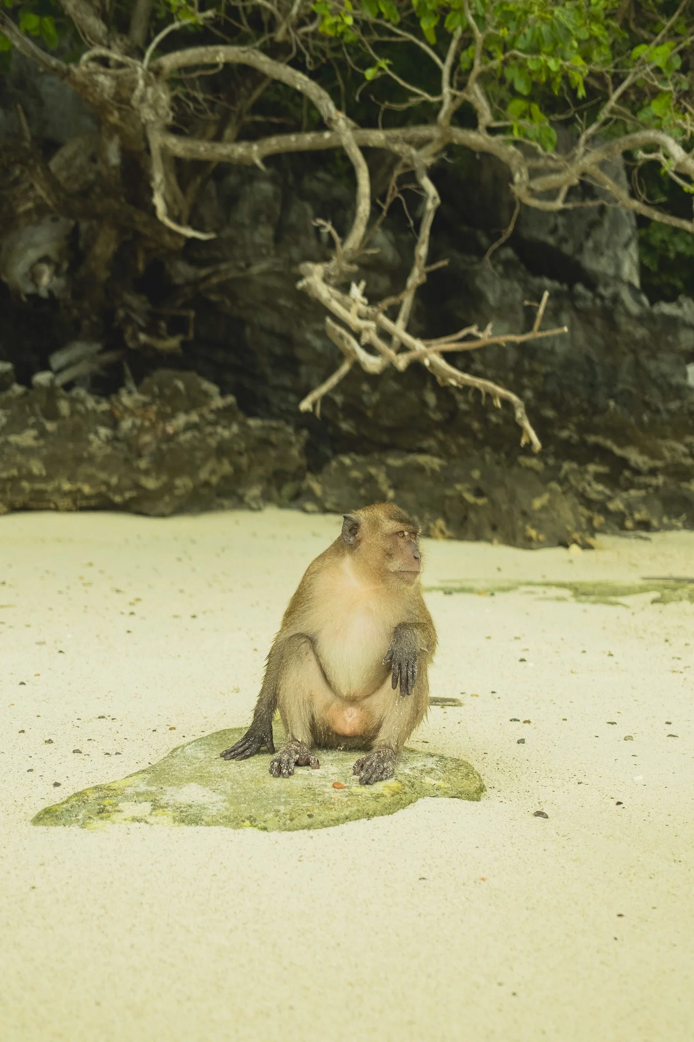 Monkey Beach, Koh Phi Phi - Thailand