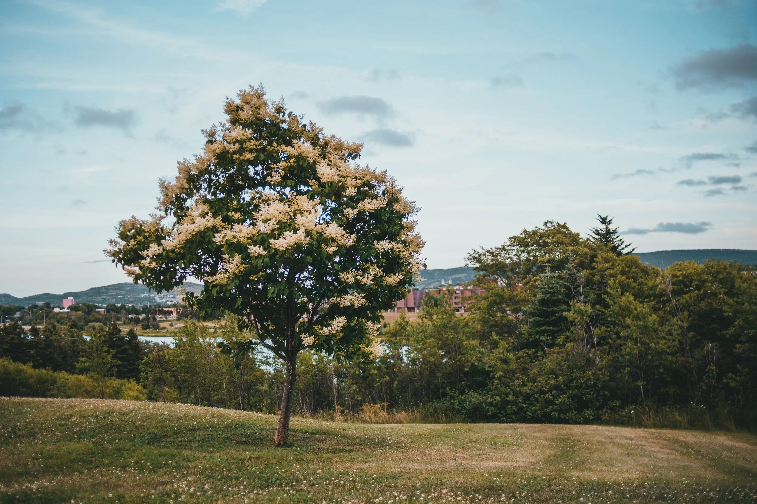 What Is Probate, and How Can Our Law Firm Help?