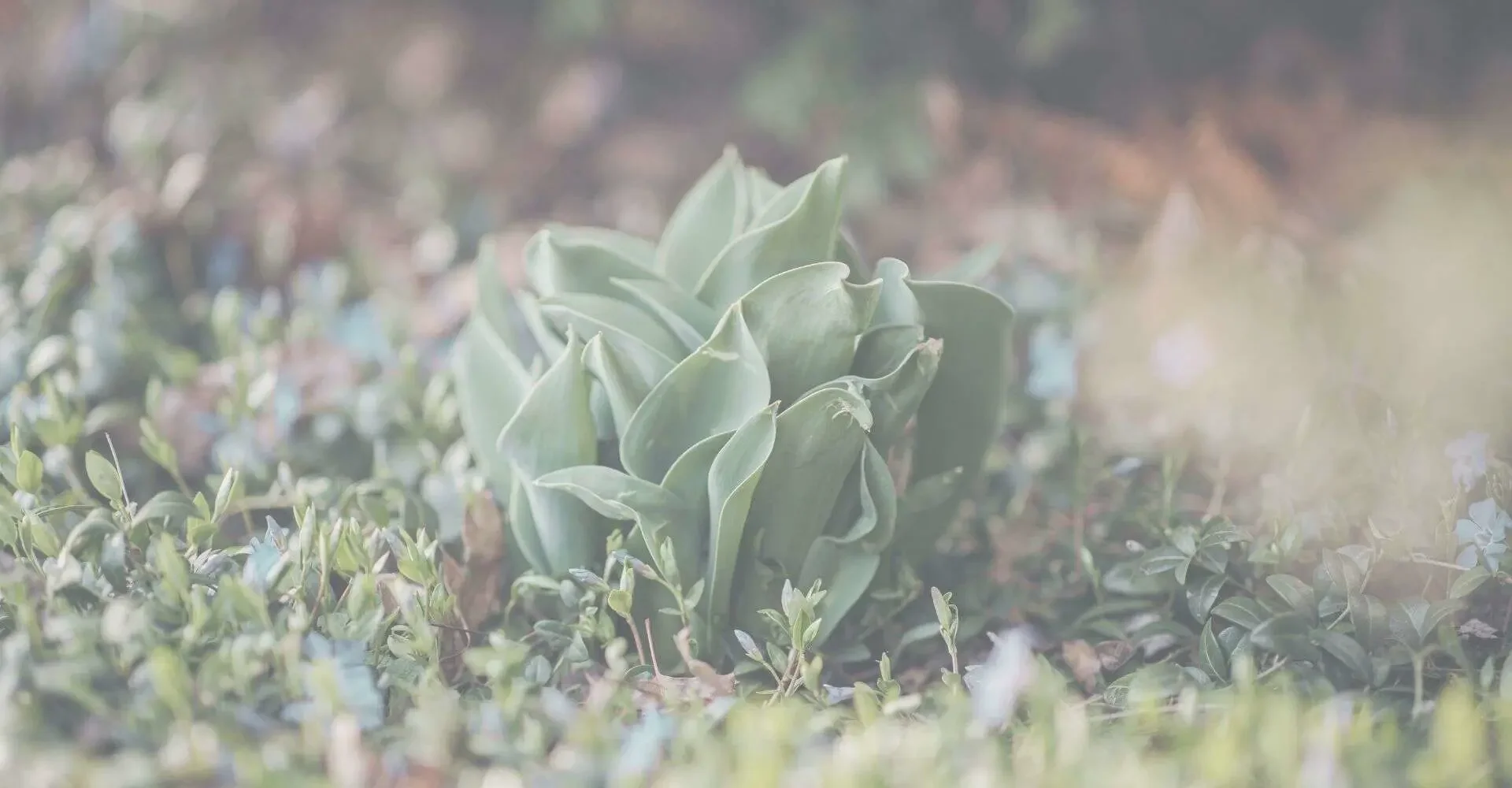 Symbolbild Erde mit Pfanzen