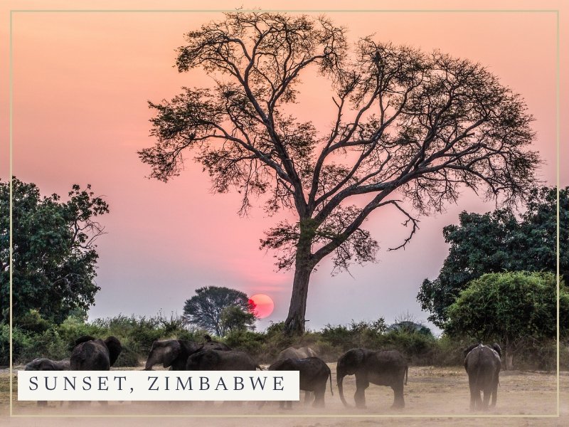 Elephants beneath a tree at sunset in Zimbabwe