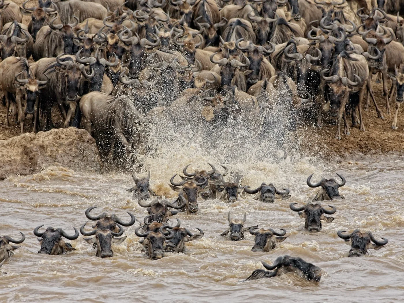 Wildebeest plunging into the Mara River during the Great Migration
