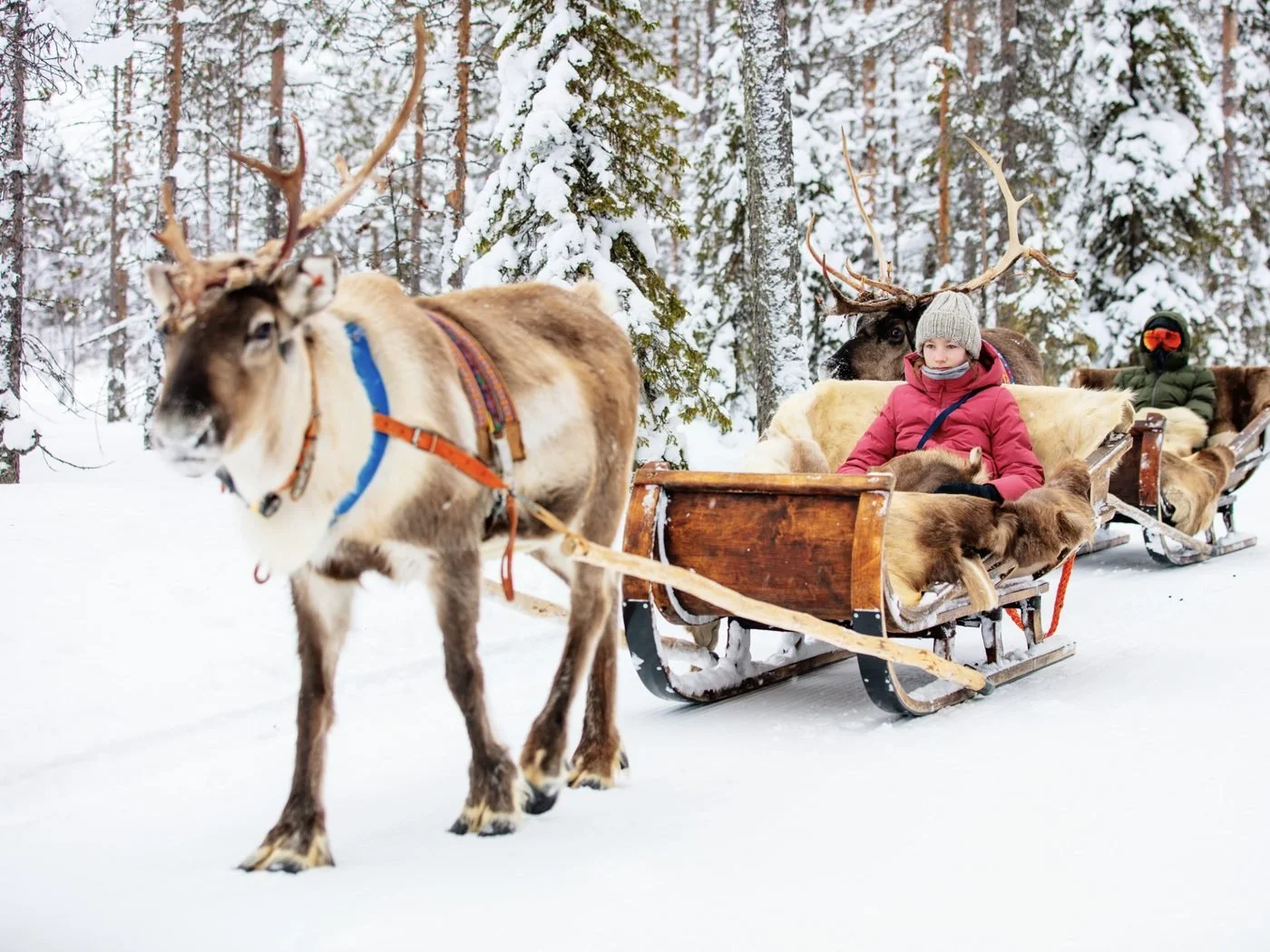A reindeer sleigh ride through a snowy forest in Lapland