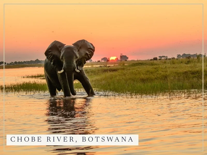 An elephant wading through the Chobe River at sunset in Botswana