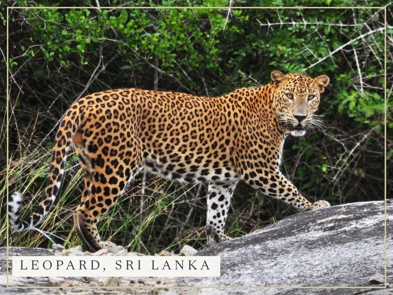 A Sri Lankan leopard walking across a rock