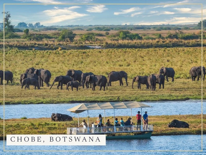 A safari boat watching a herd of elephants on the Chobe River, Botswana