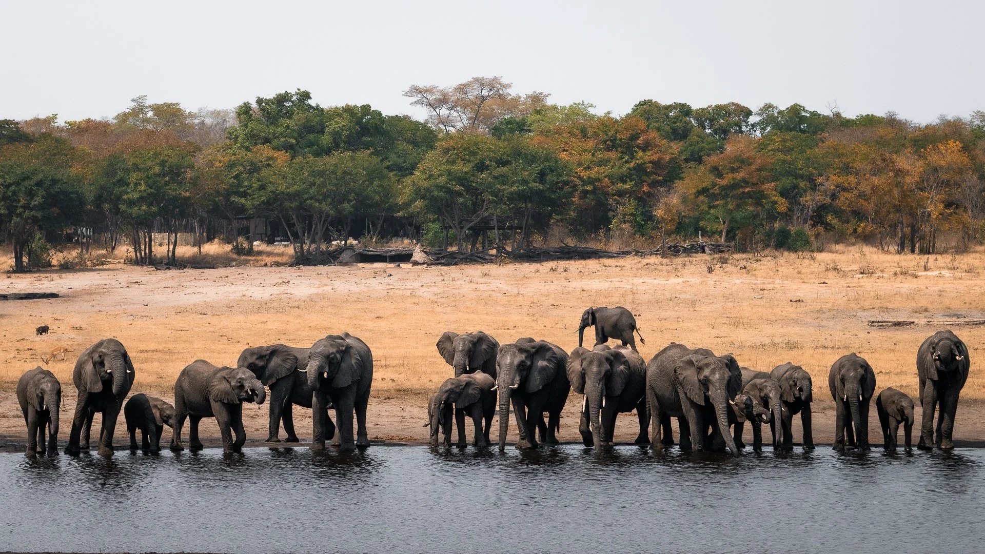 A herd of elephants drinking at a waterhole near Sable Valley in Hwange