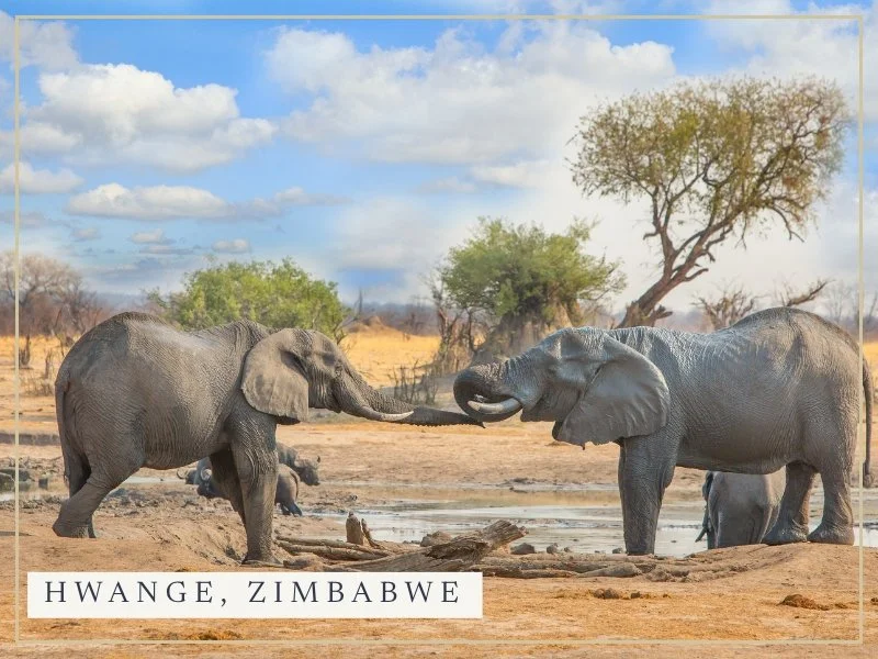Two young elephants with entwined trunks at a waterhole in Hwange National Park