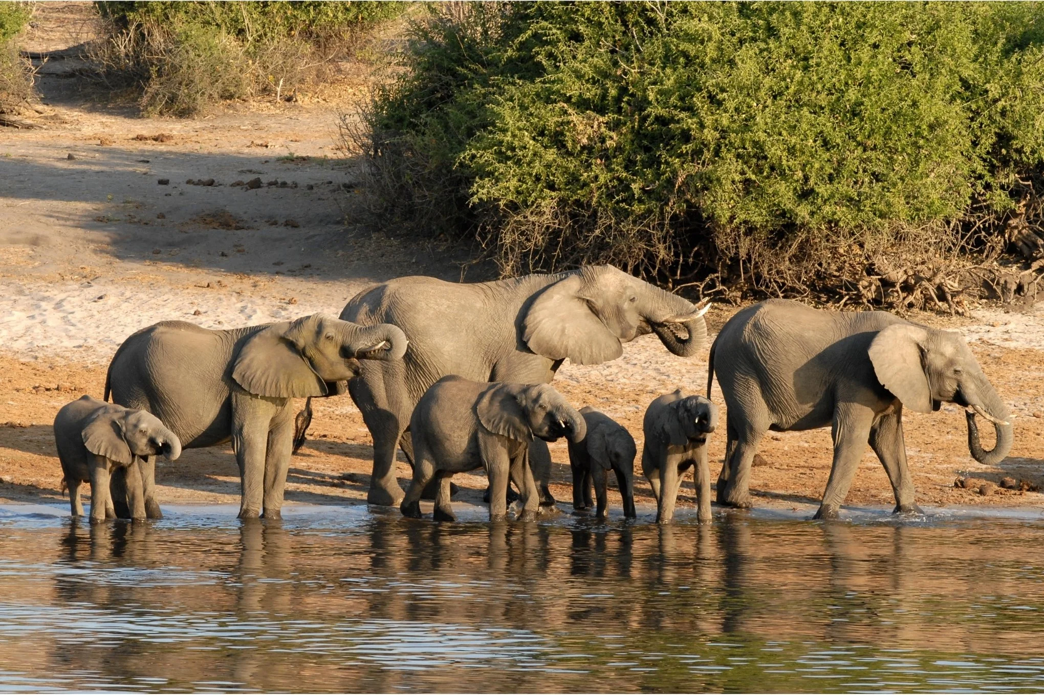 A herd of elephants with their calves drinking at the edge of the Chobe River in Botswana