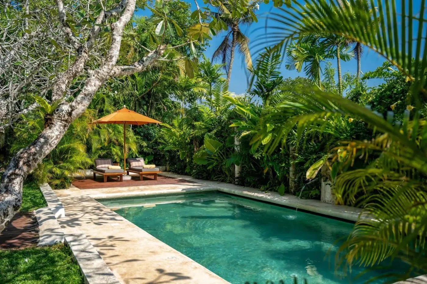The swimming pool at The Sun House, surrounded by palms and loungers