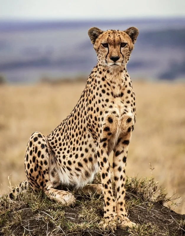 A cheetah sitting on a grassy mound on the African savannah