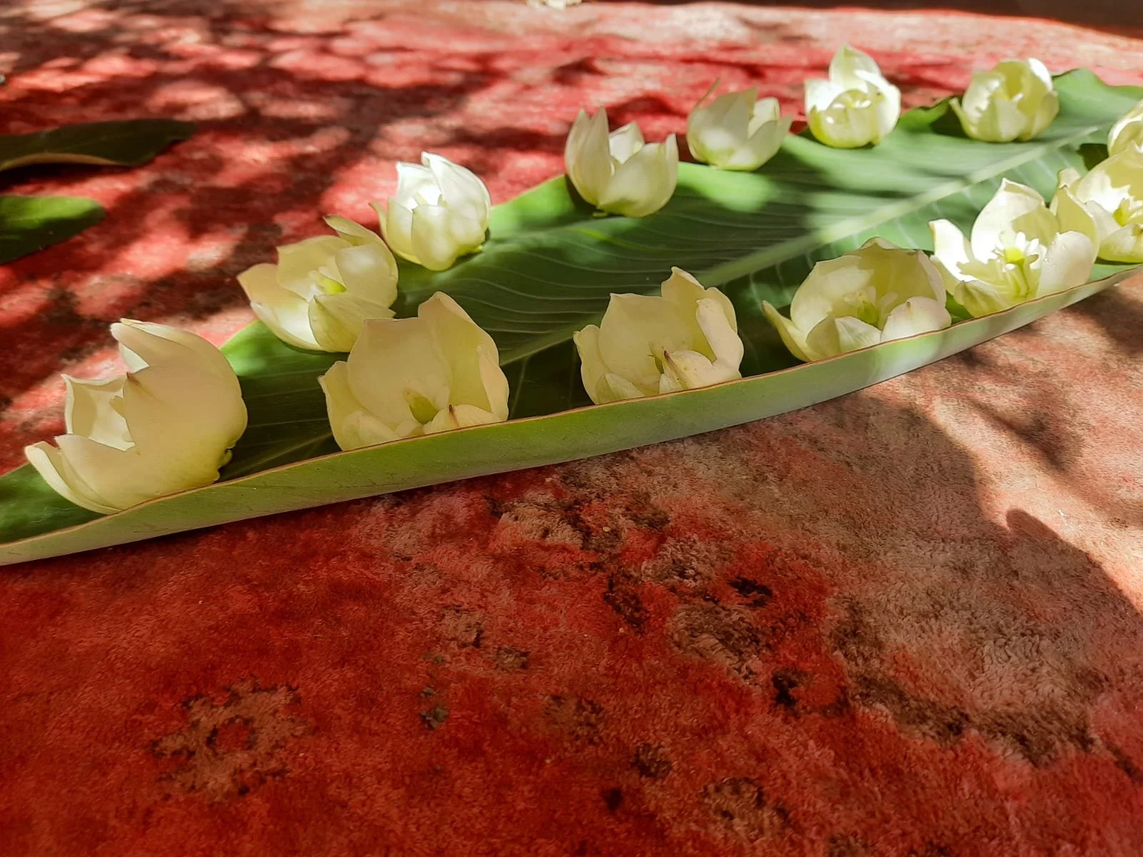 Fleurs de Yucca du jardin