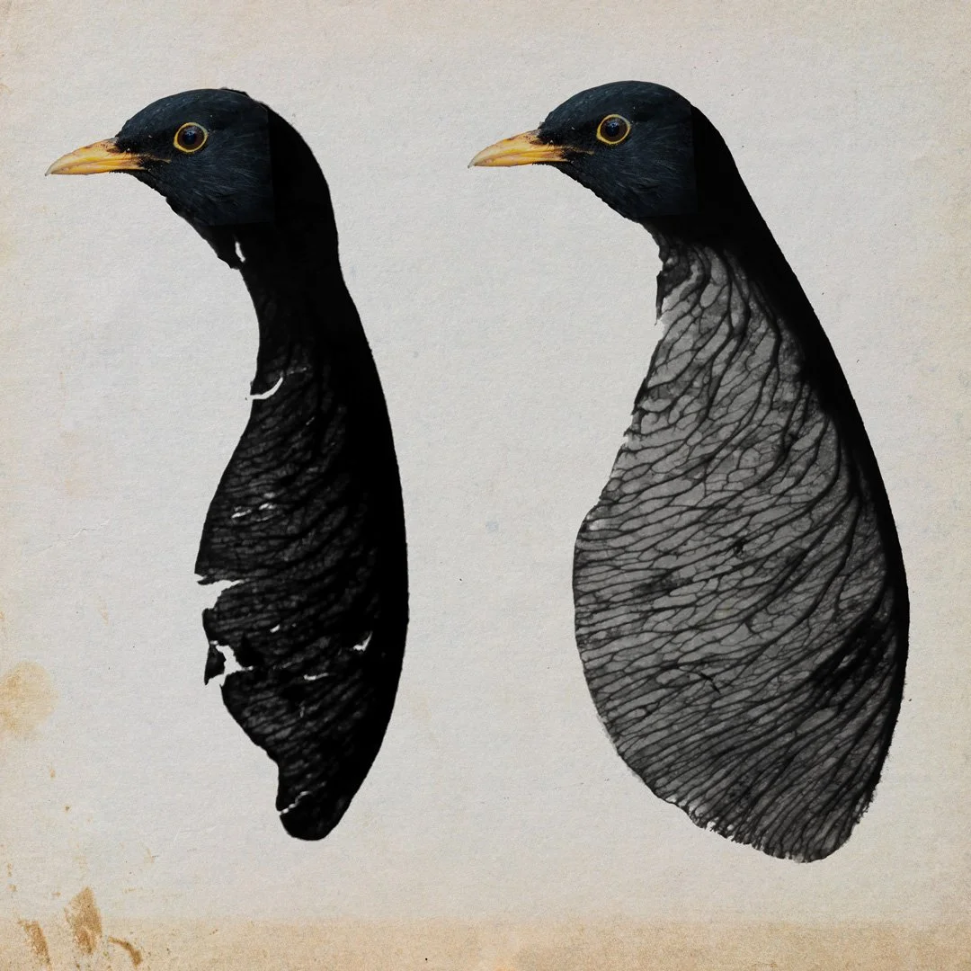 Bird Seed, Personal