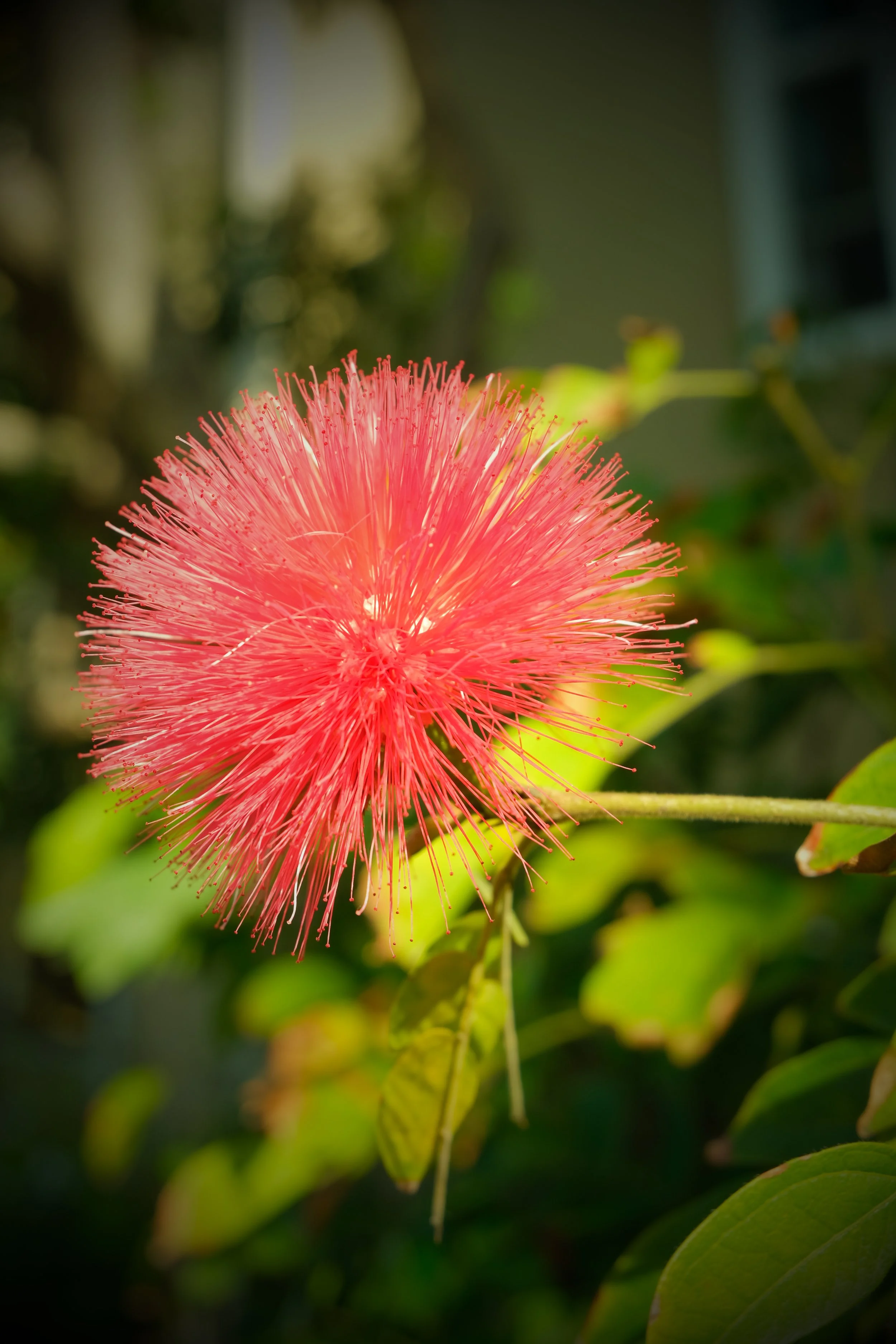 DSCF0067.jpg