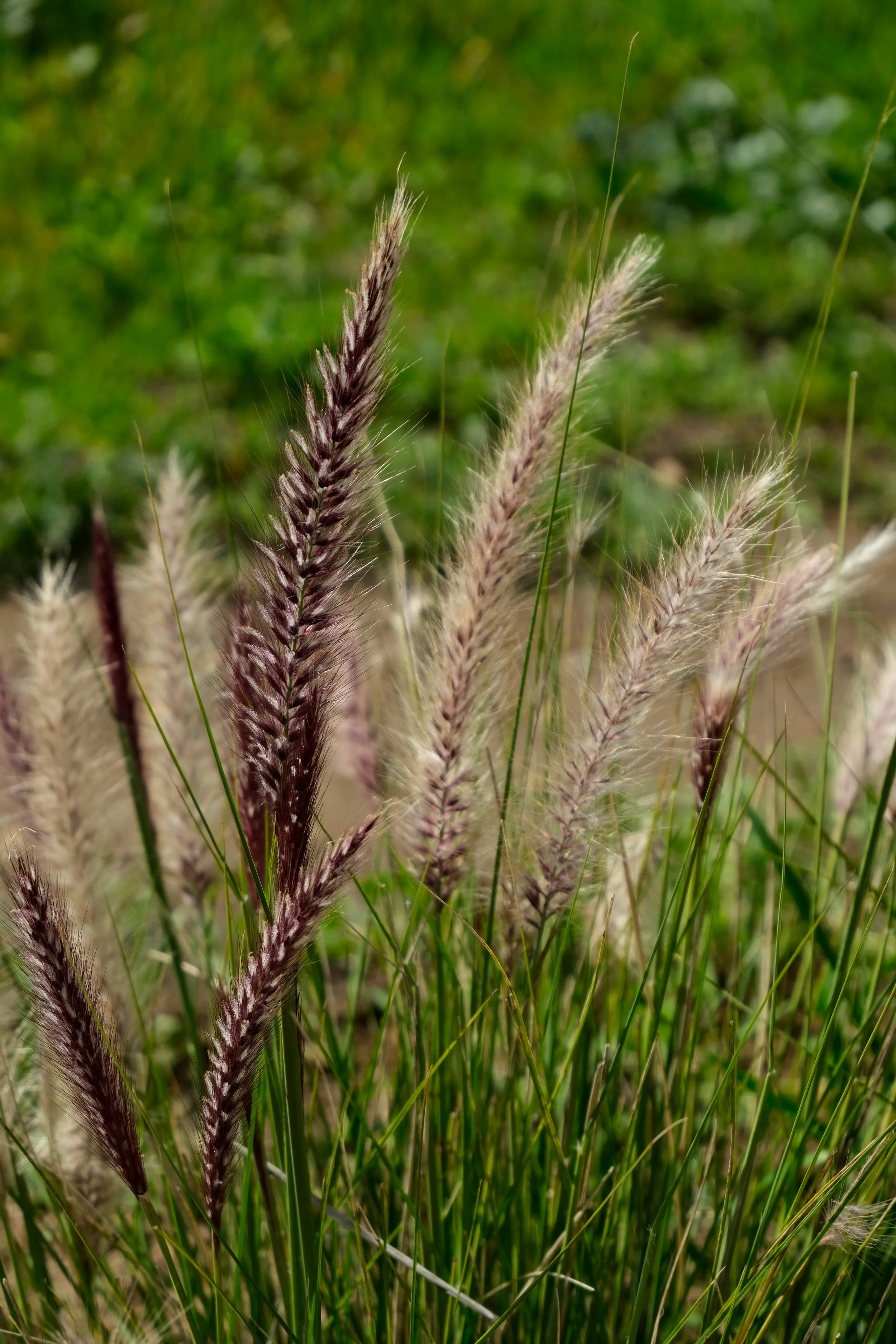 DSCF0259.JPG