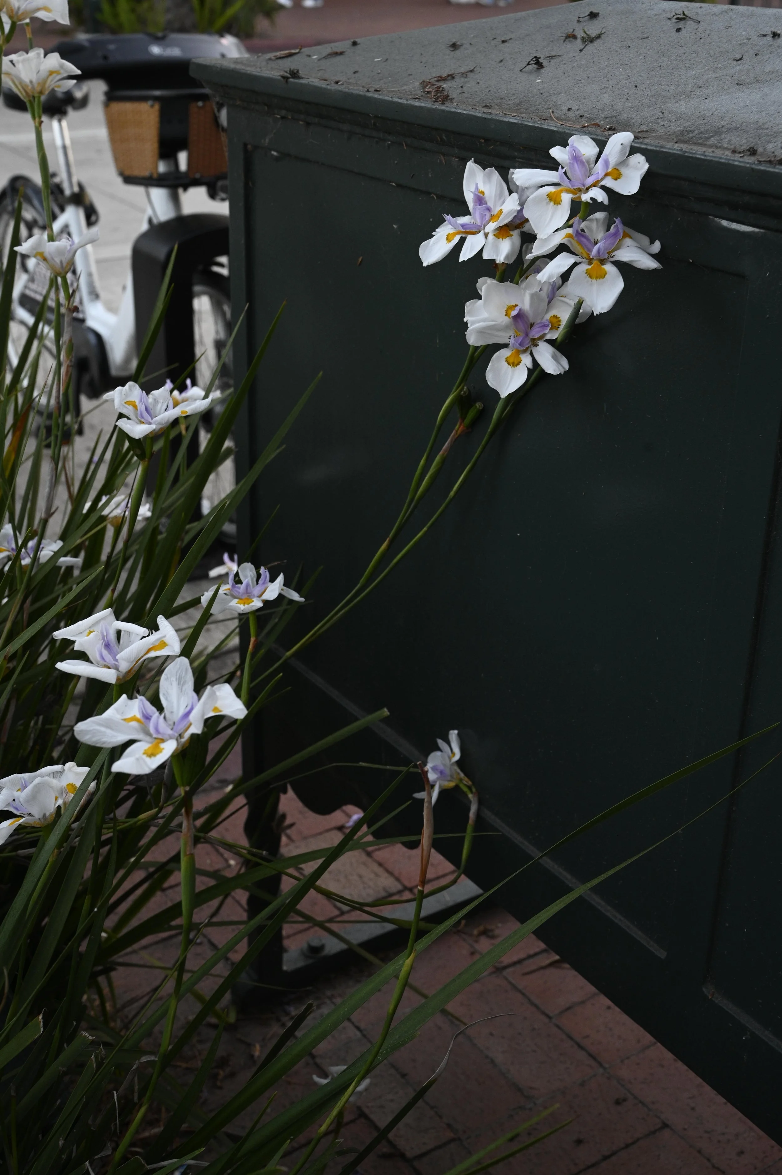 _DSC8316.jpeg