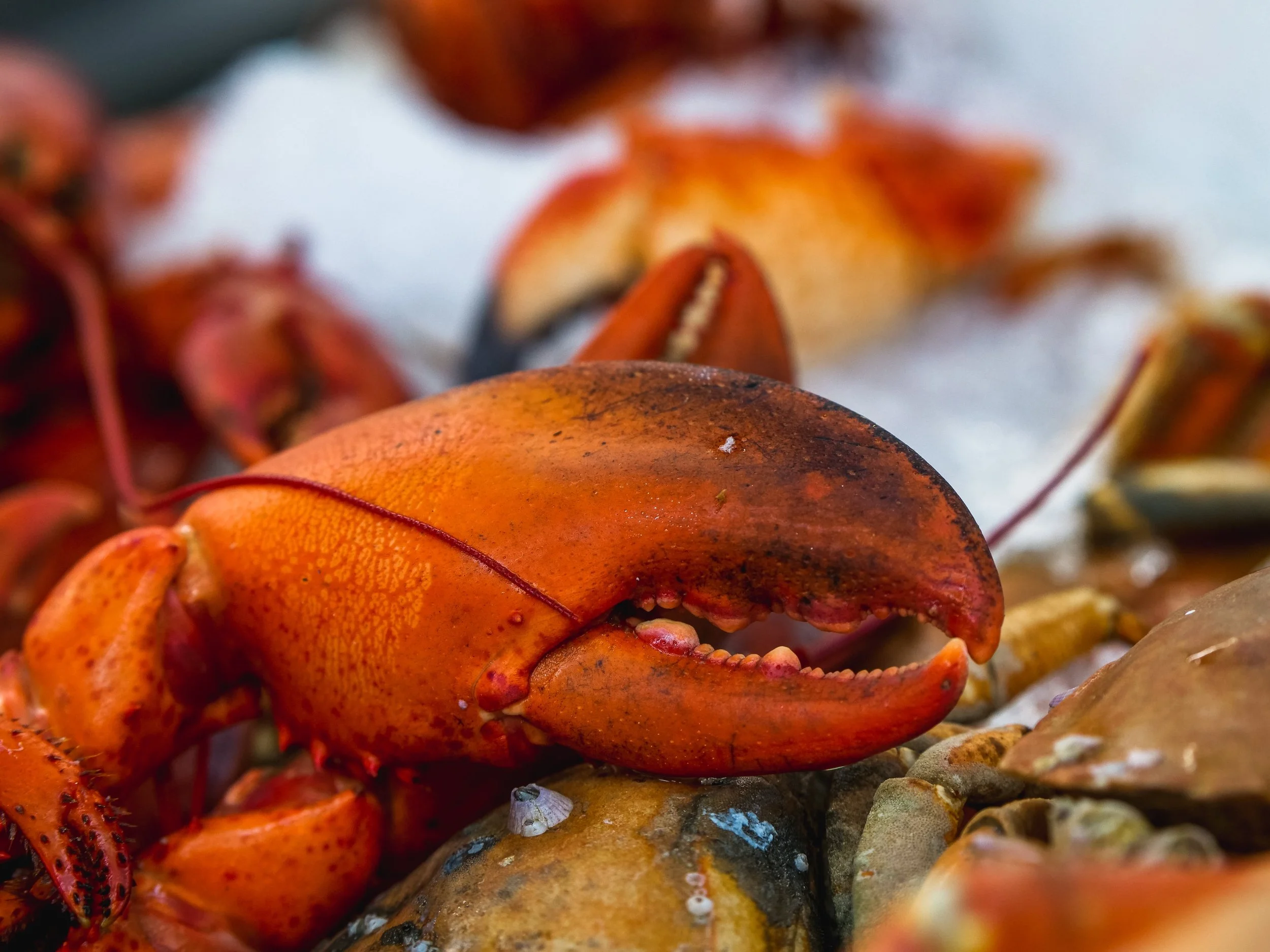 Taking Advantage of Nova Scotia's Access to Fresh Seafood