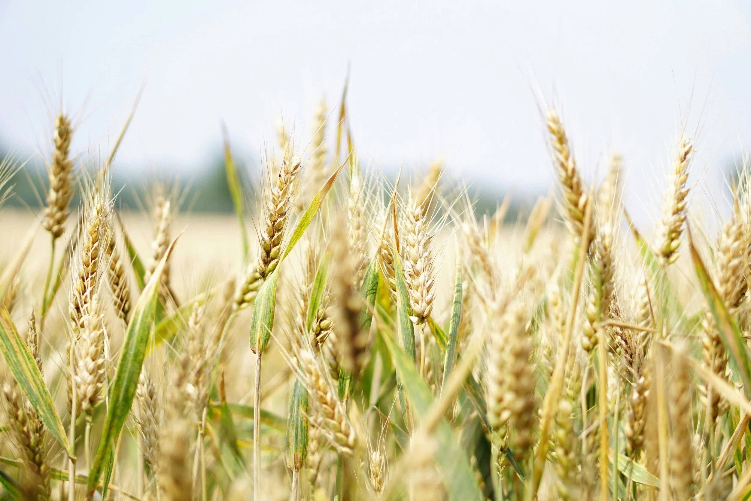 Food and Climate Change In Canada