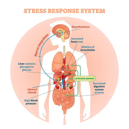stressresponsesystem.jpeg