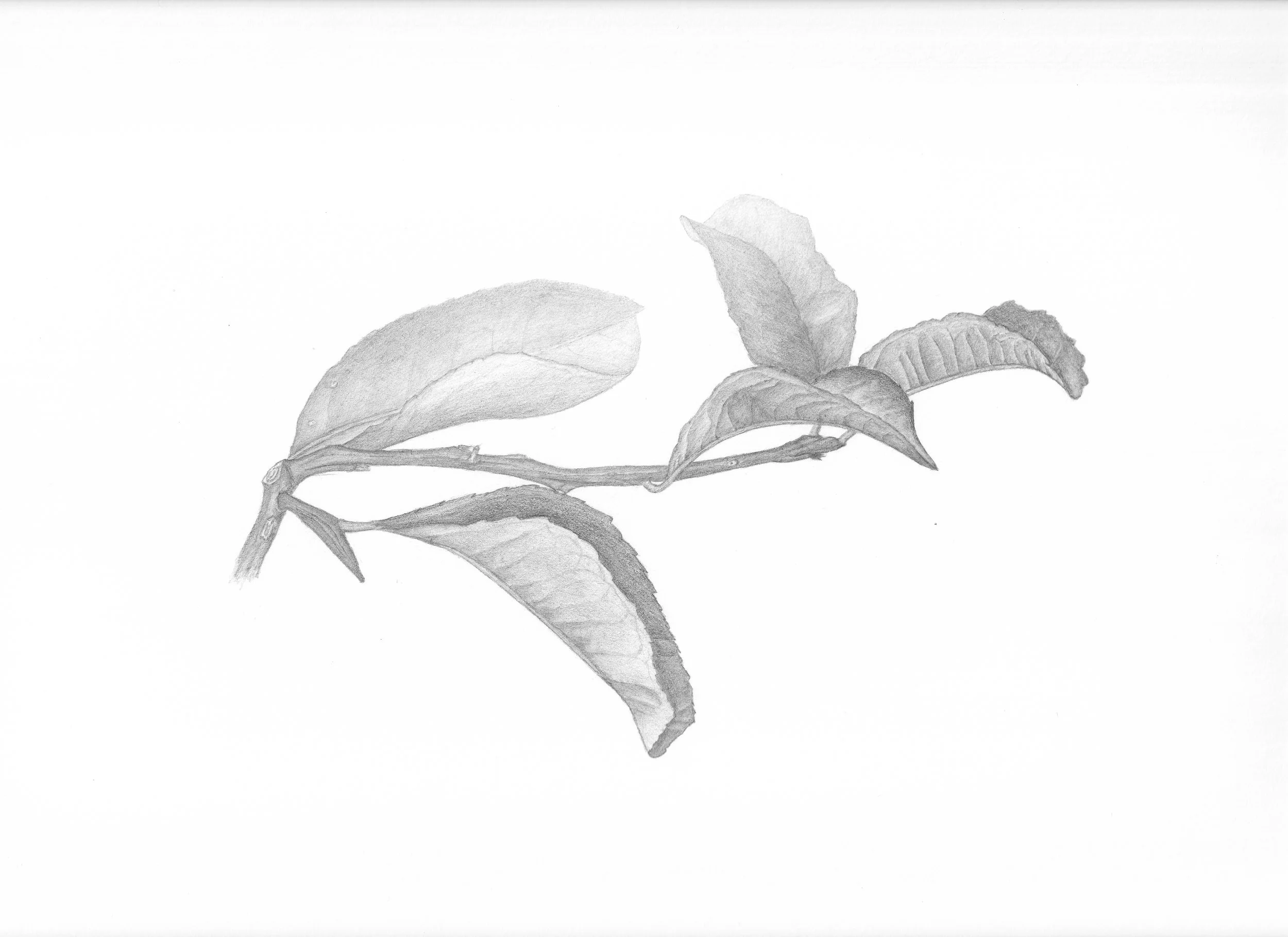 lemon_leaf_20260313_0001.jpg