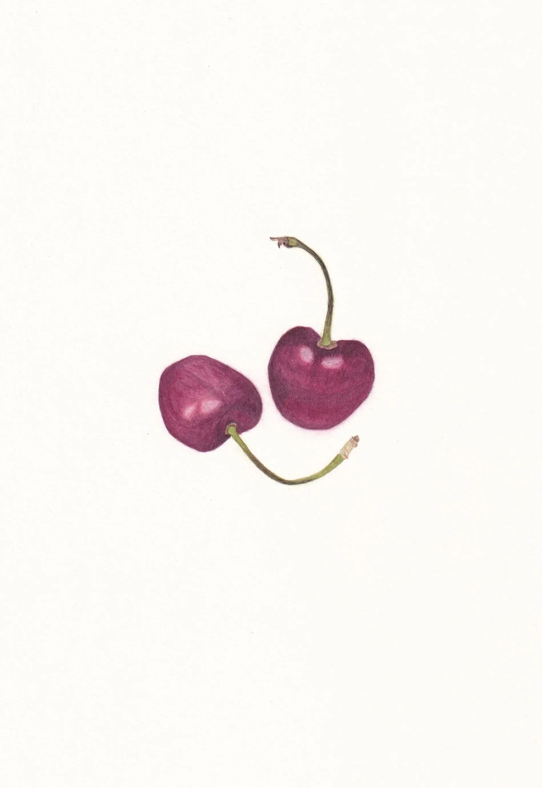 JessieC_Cherries_20260819_0001.jpg