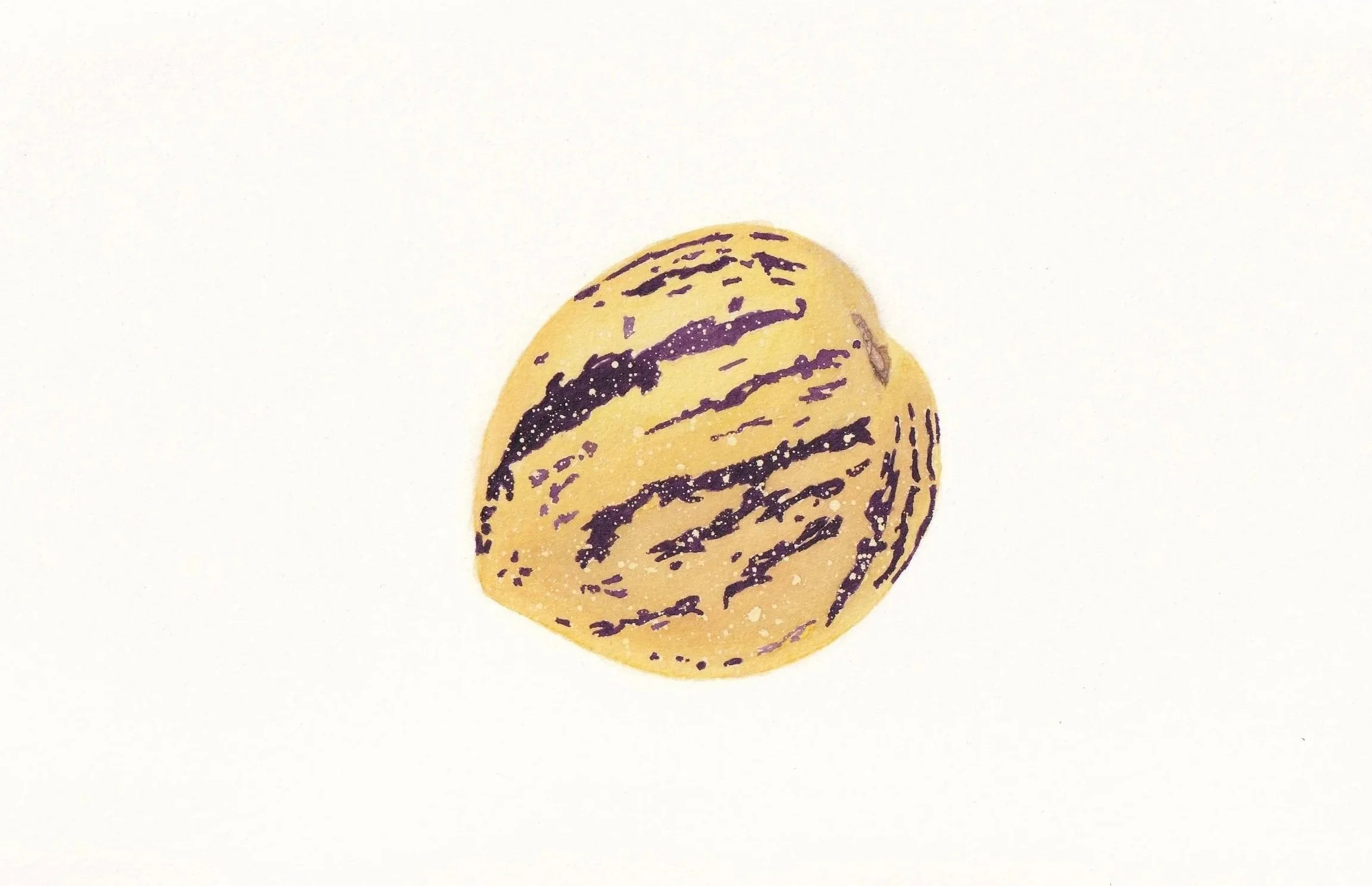 JessieC_PepinoMelon_20260819_0001.jpg