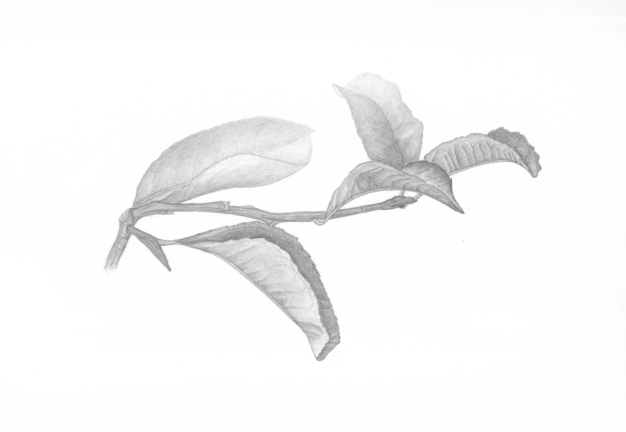 lemon_branch_2026.jpg